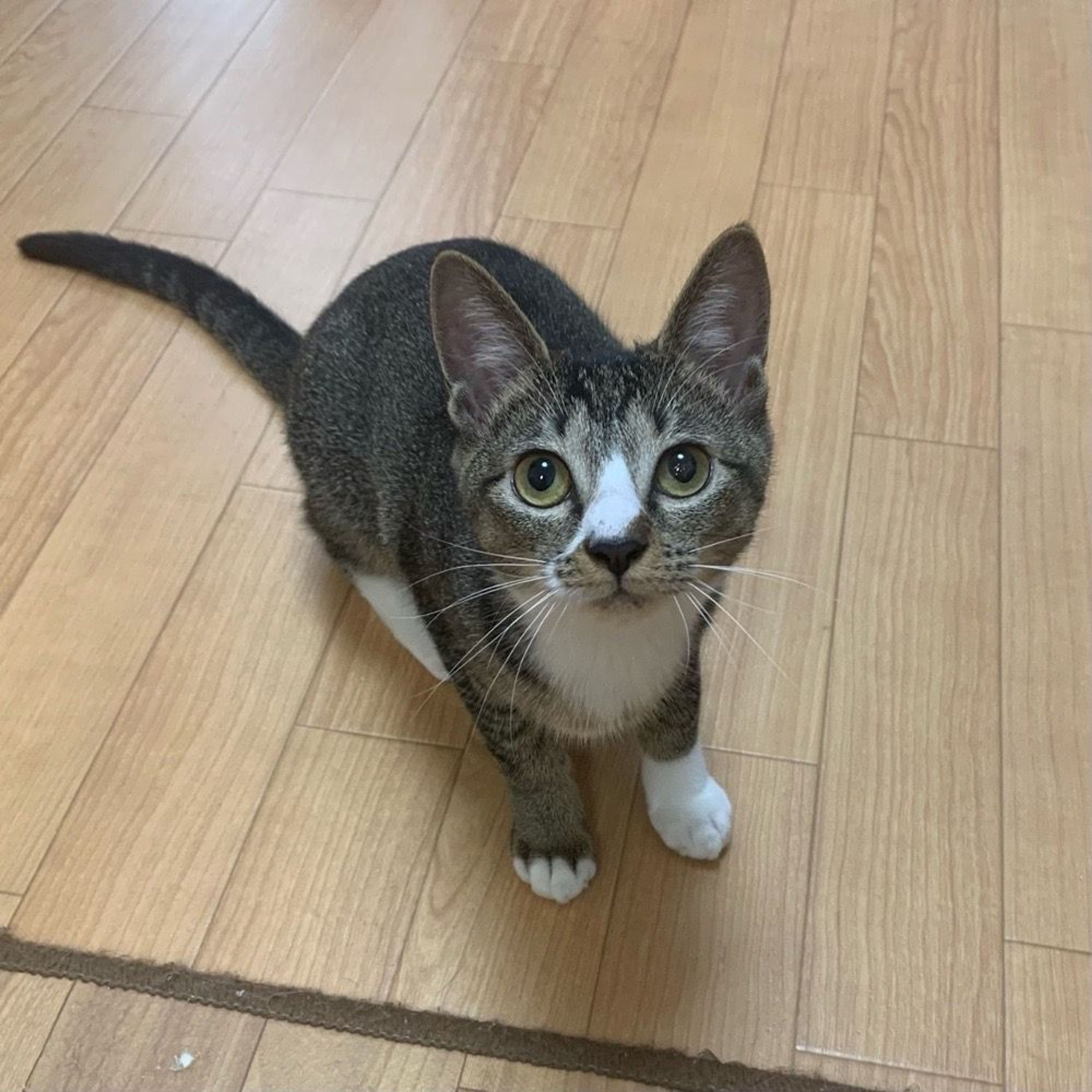 pet-image-5