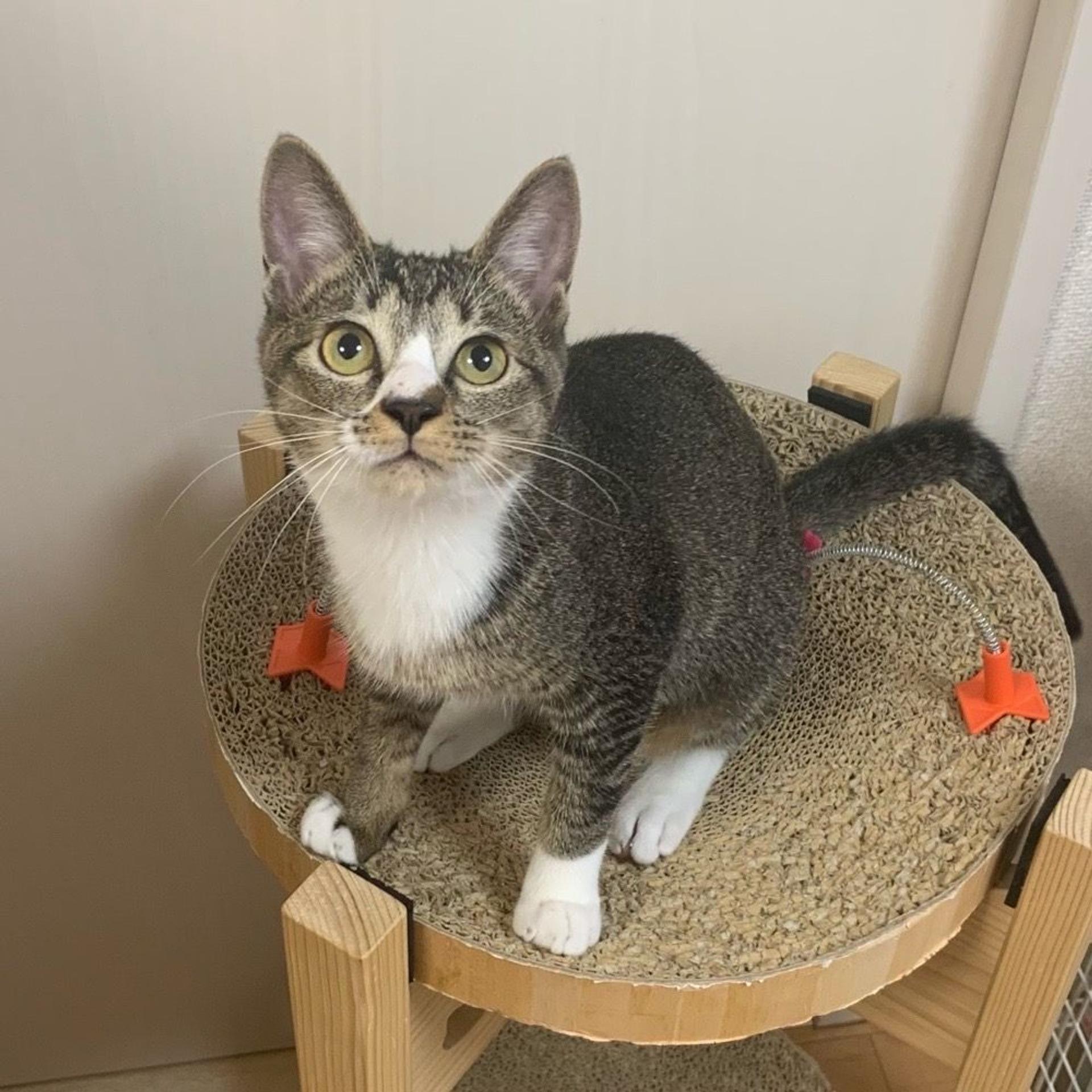 pet-image-8