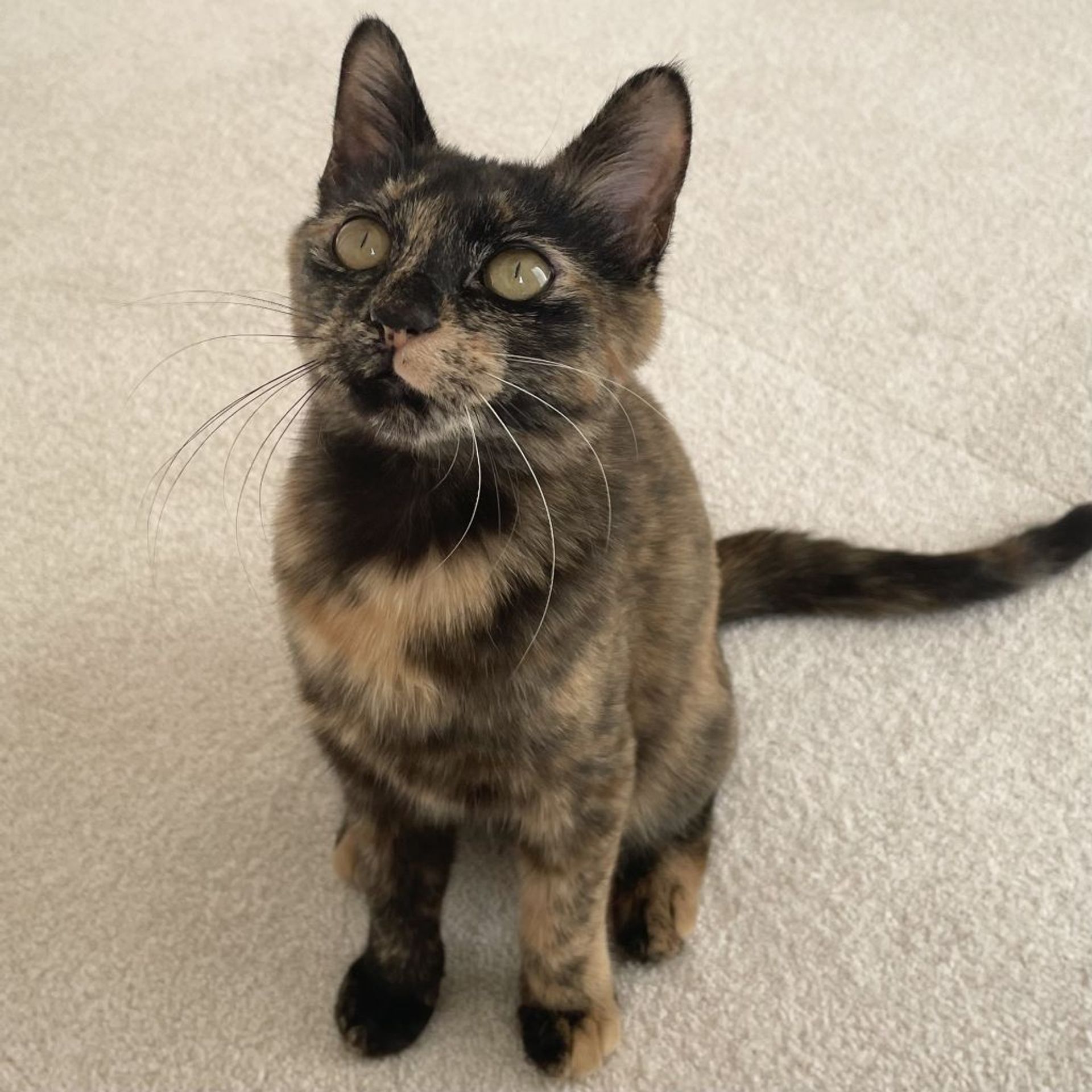 雑種（ミックス猫）・メスの里親募集の写真