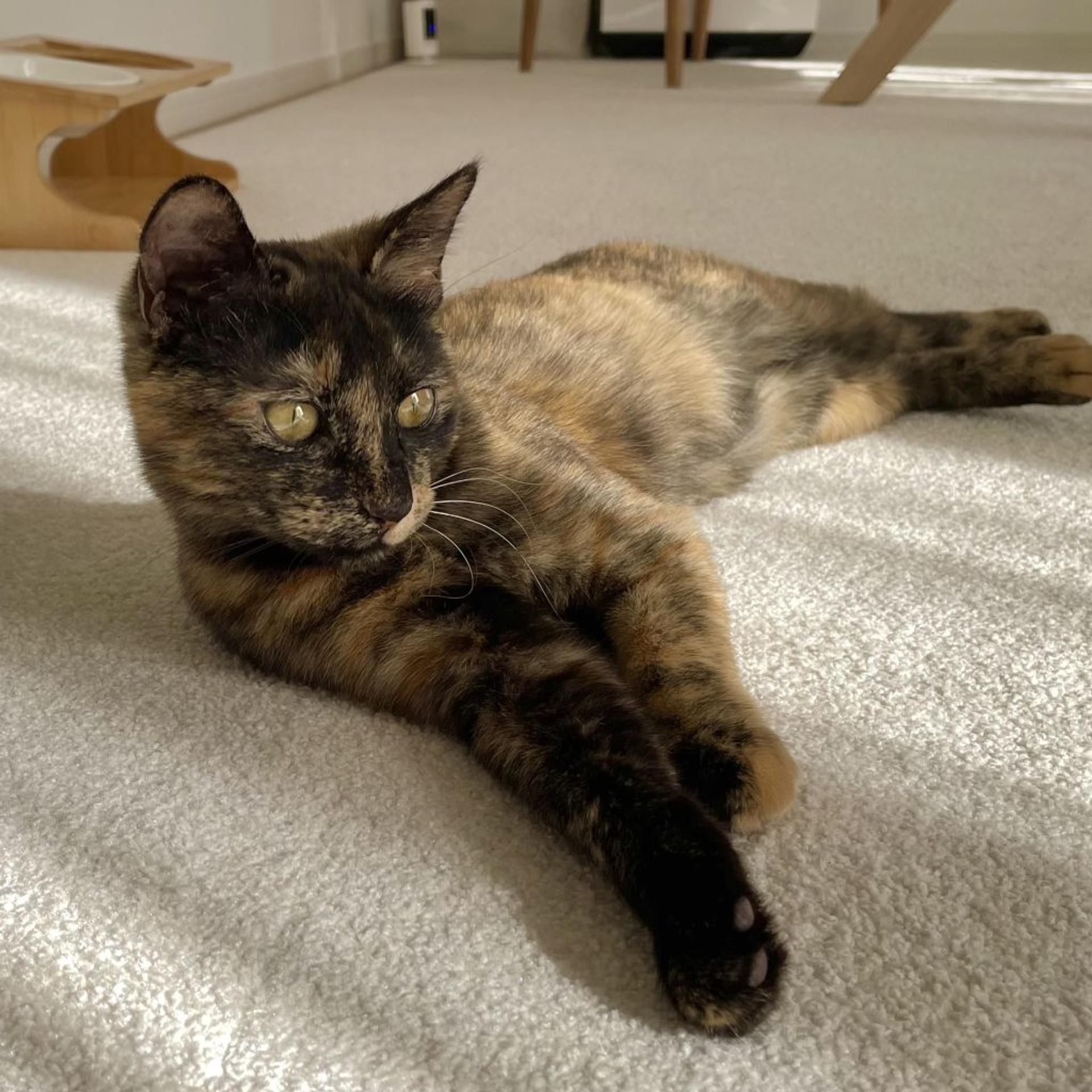 pet-image-3