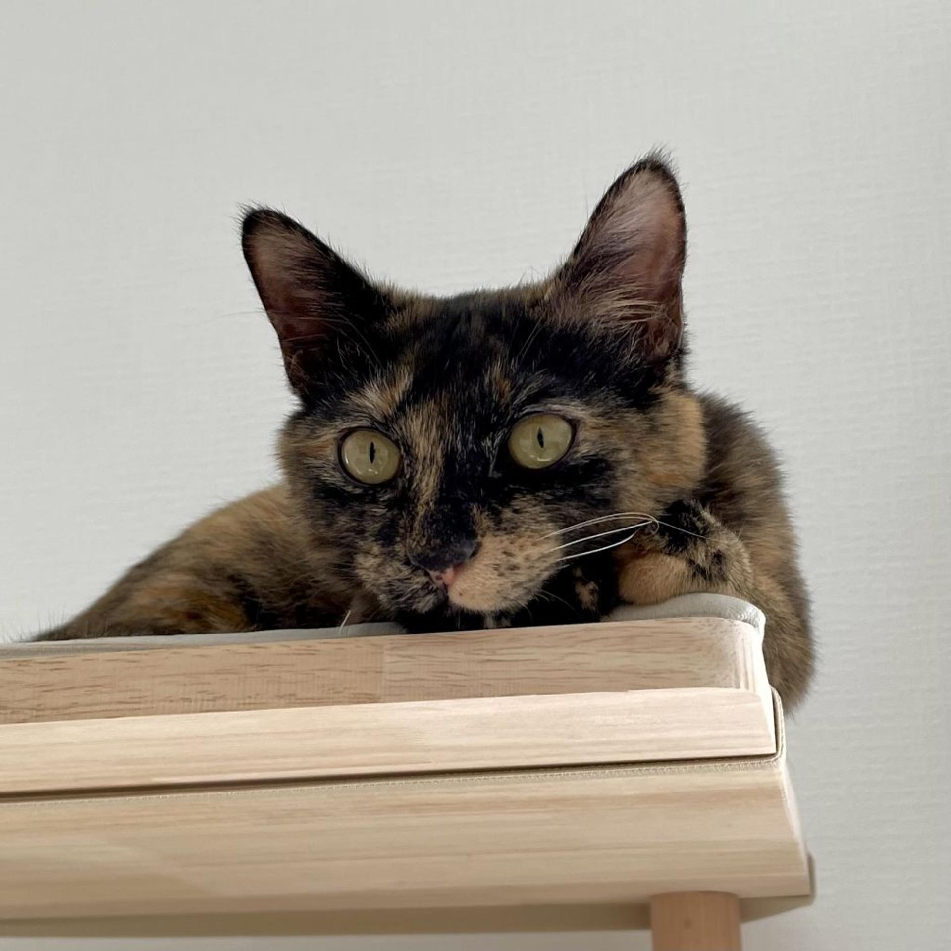 pet-image-5