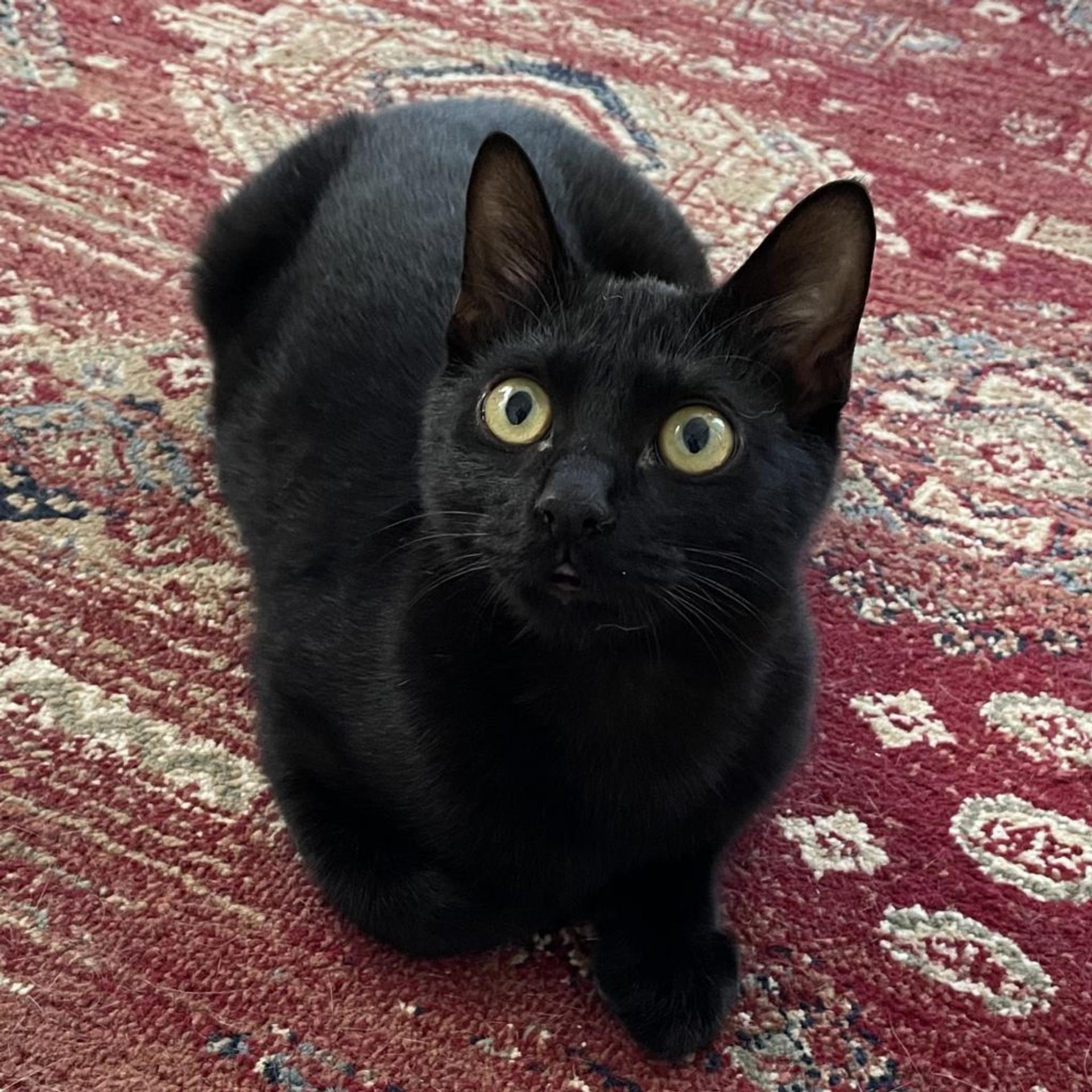 pet-image-2