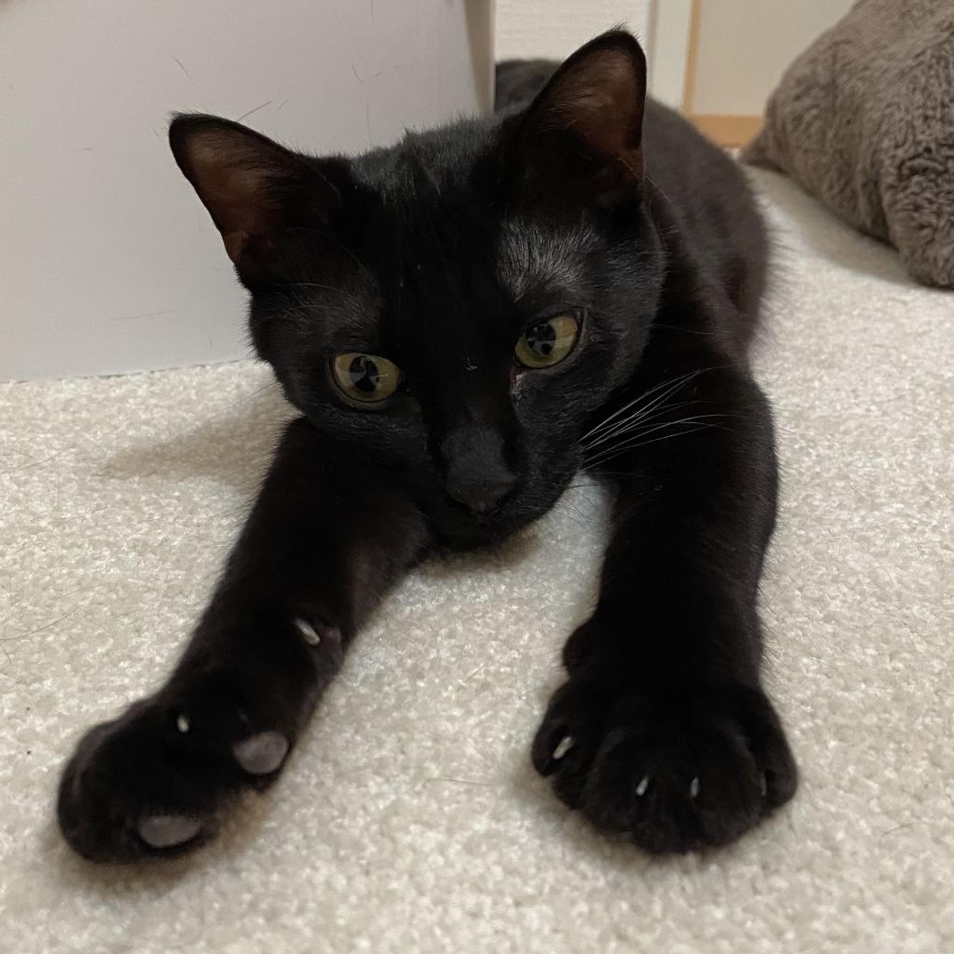 pet-image-3