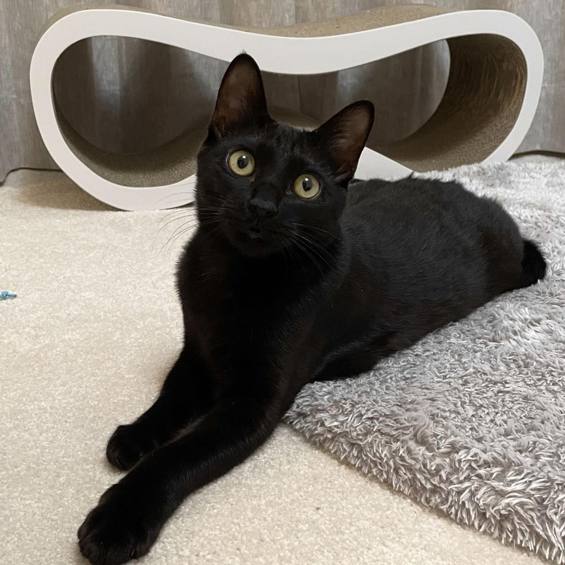 pet-image-5