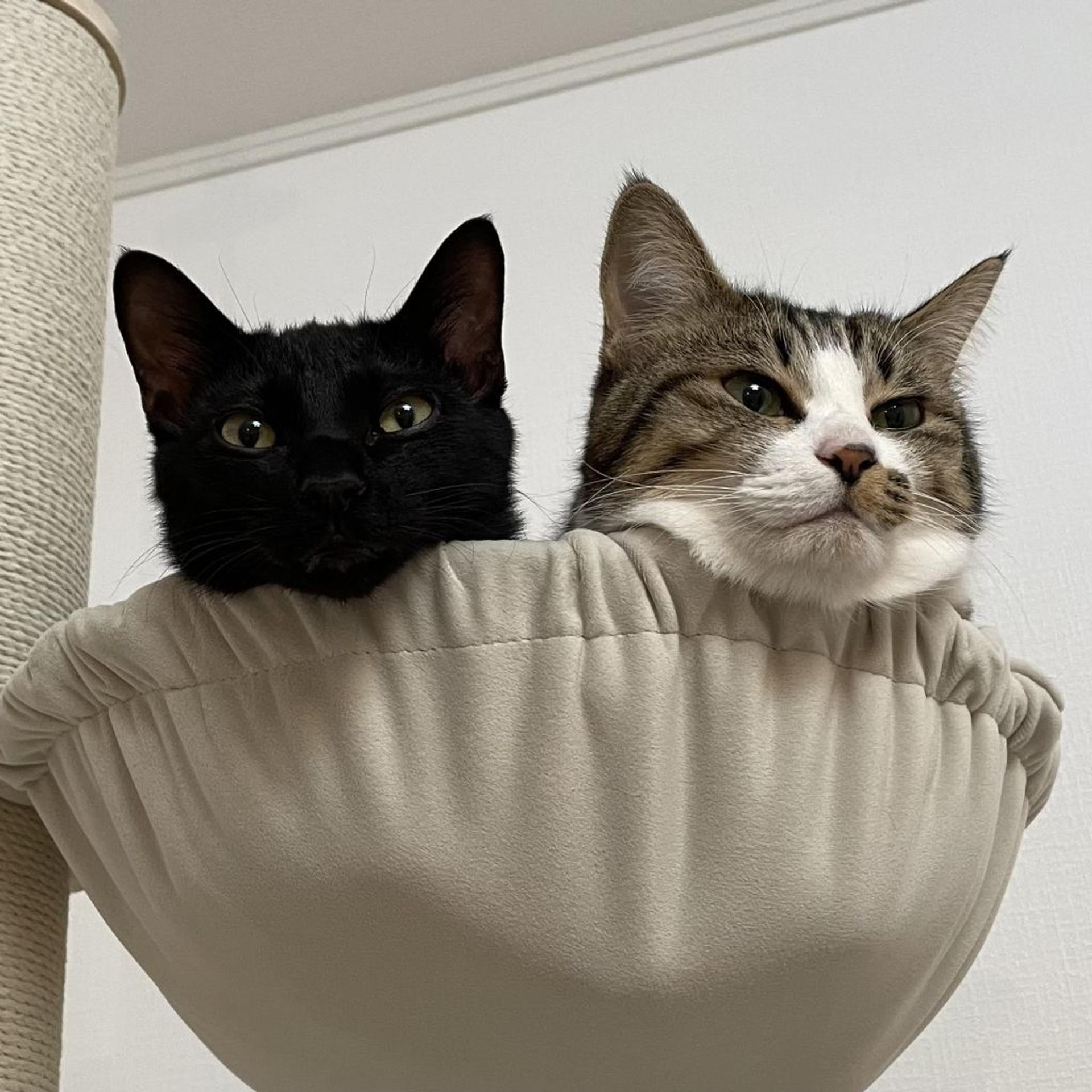 pet-image-6