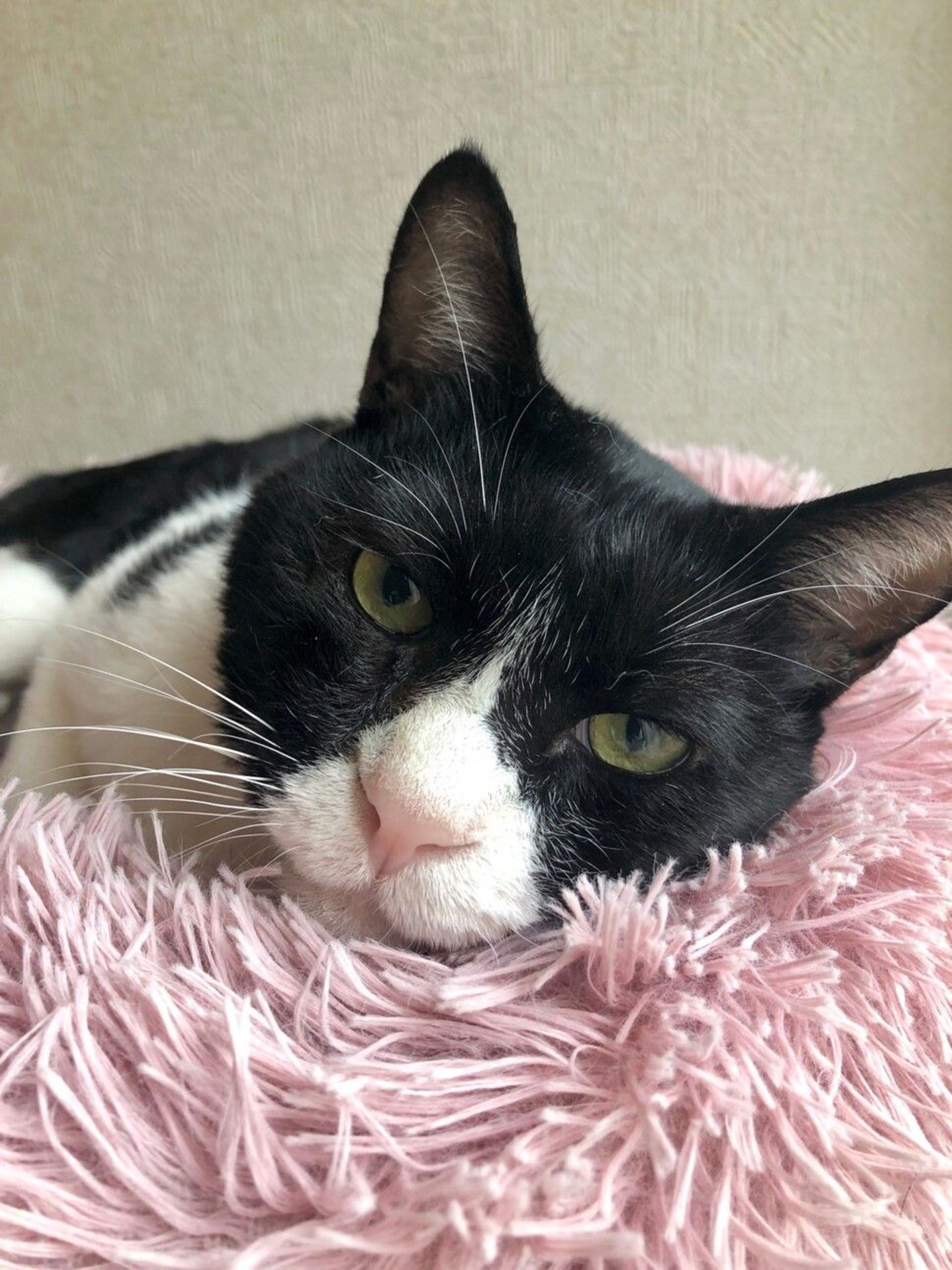 雑種（ミックス猫）・オスの里親募集の写真