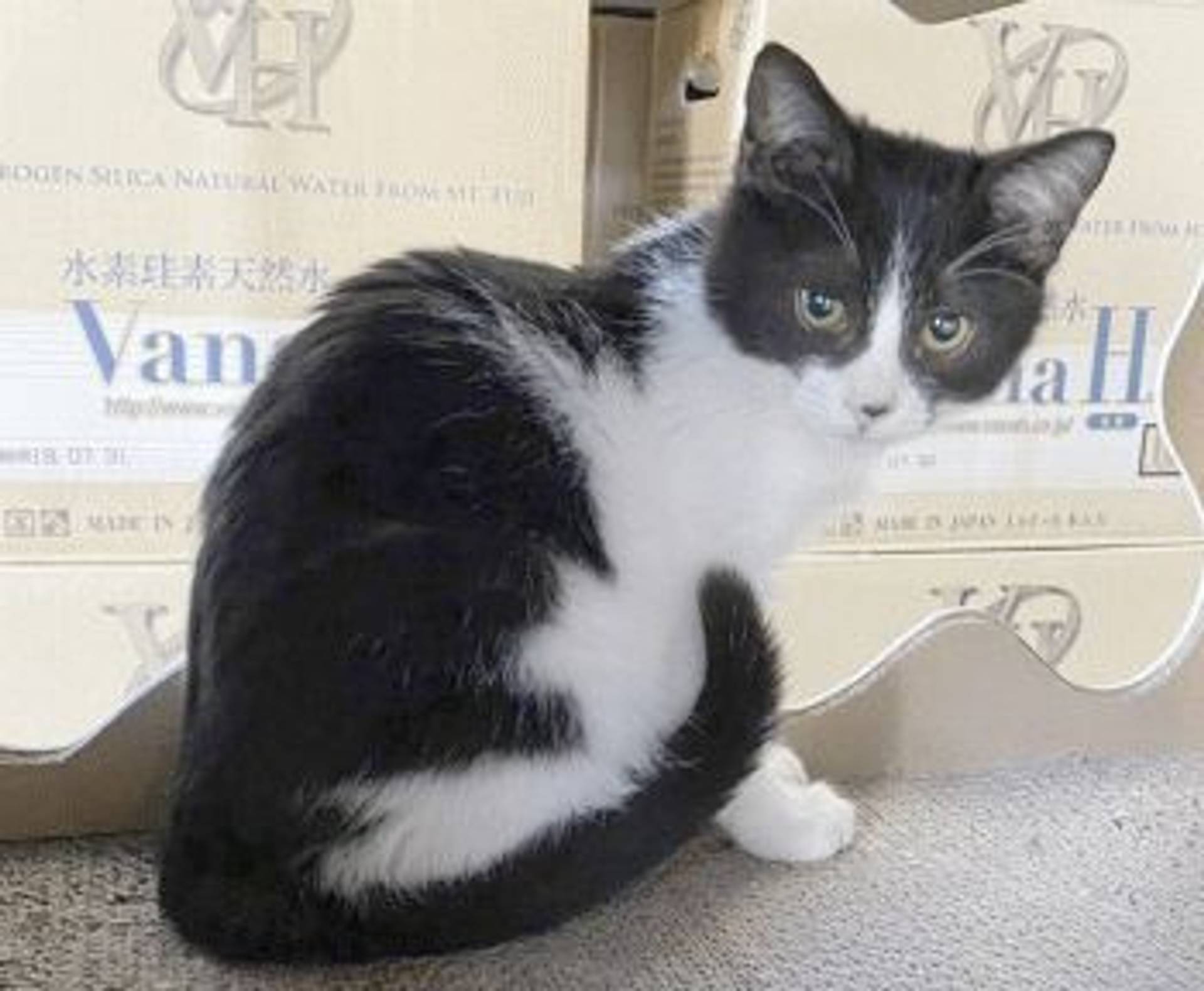 雑種（ミックス猫）・オスの里親募集の写真