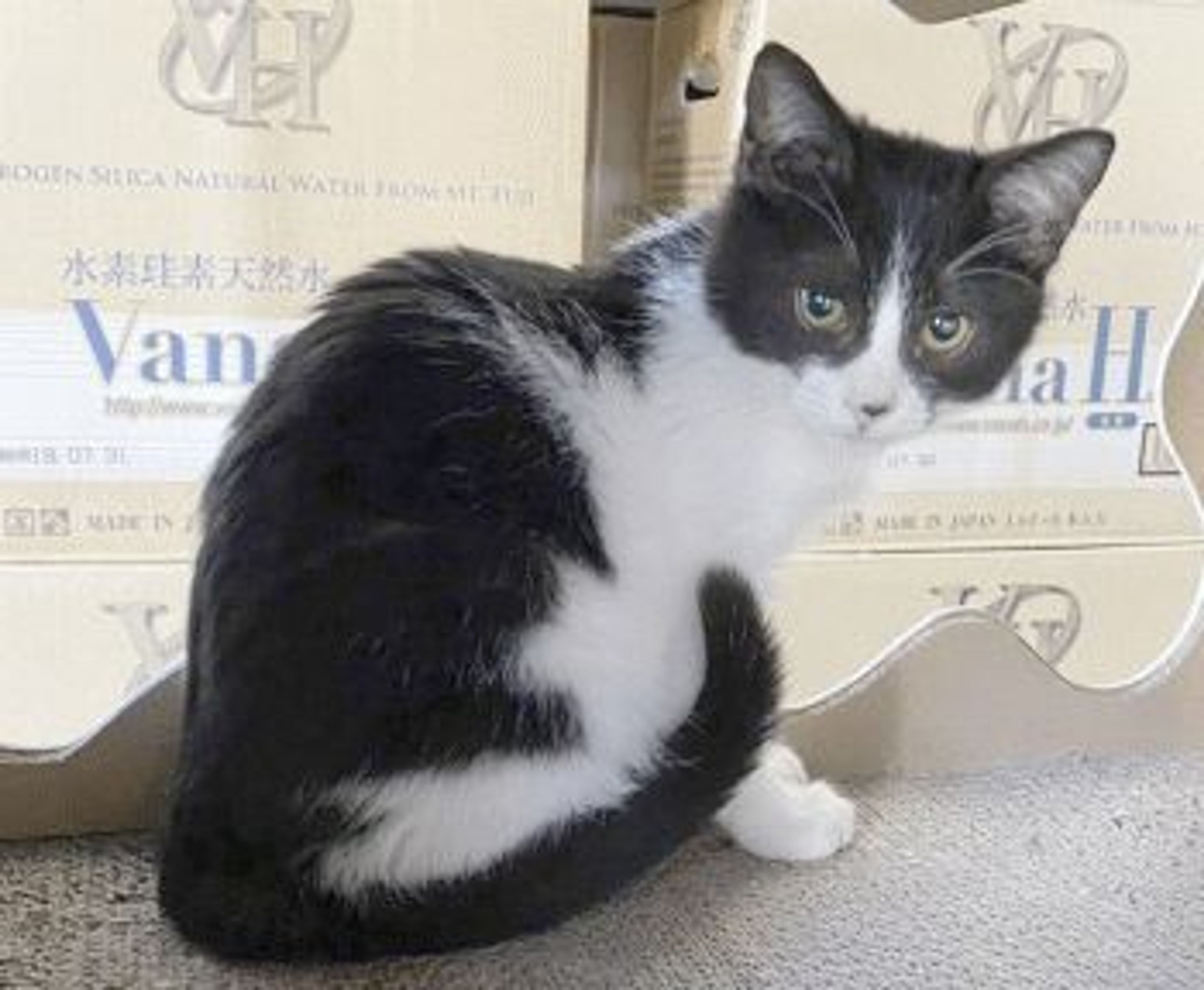 雑種（ミックス猫）・オスの里親募集の写真