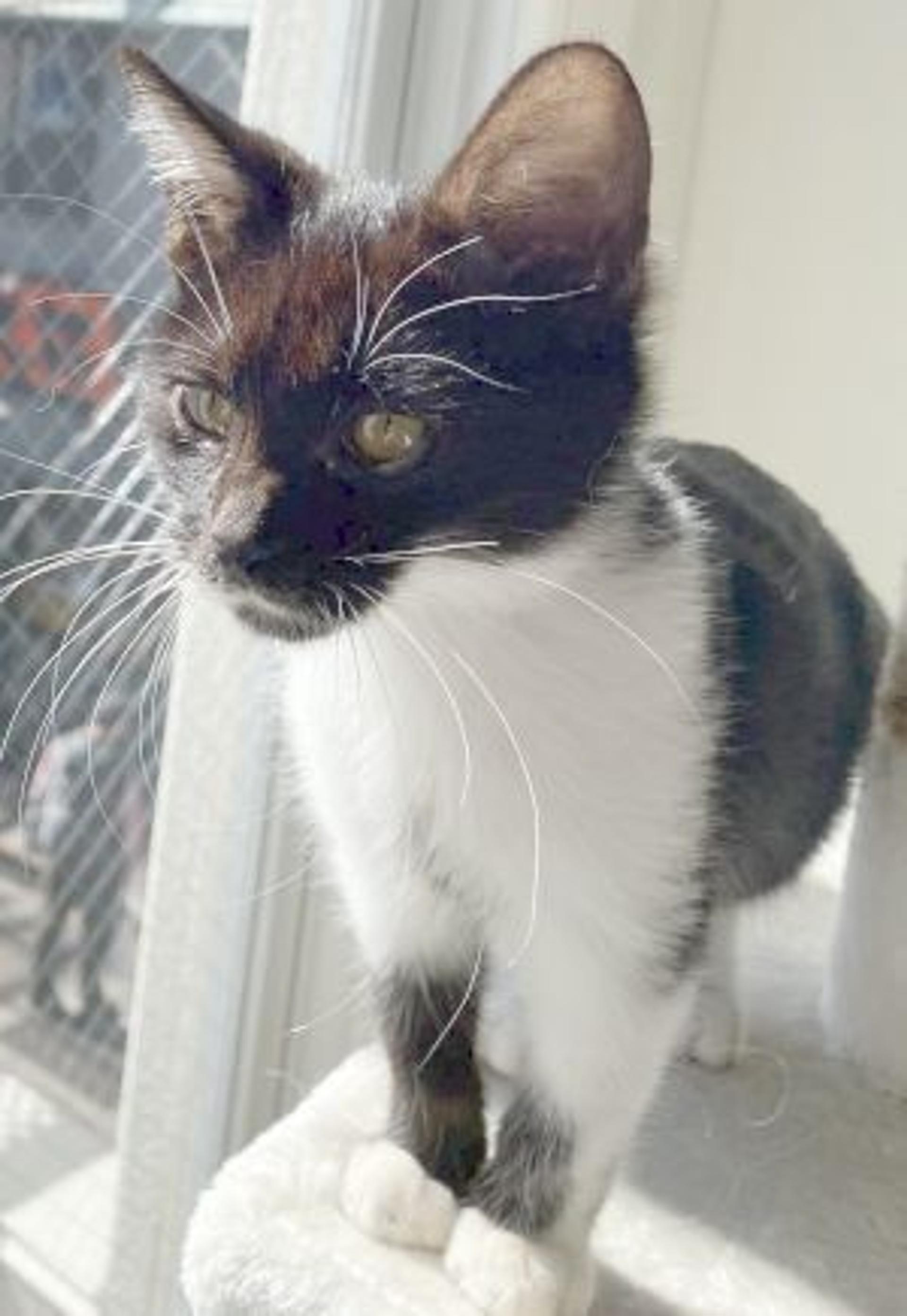 pet-image-2