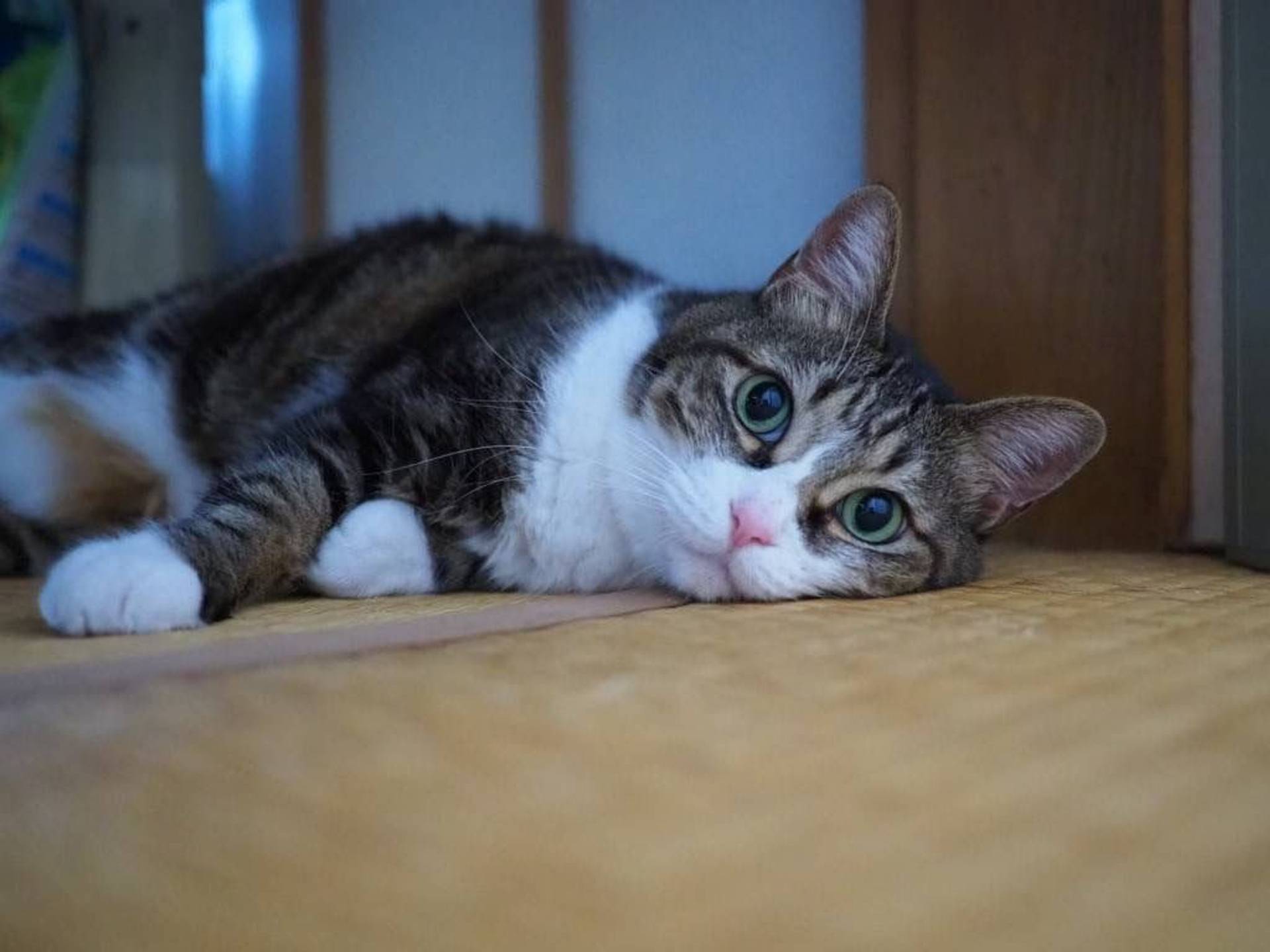 雑種（ミックス猫）・メスの里親募集の写真