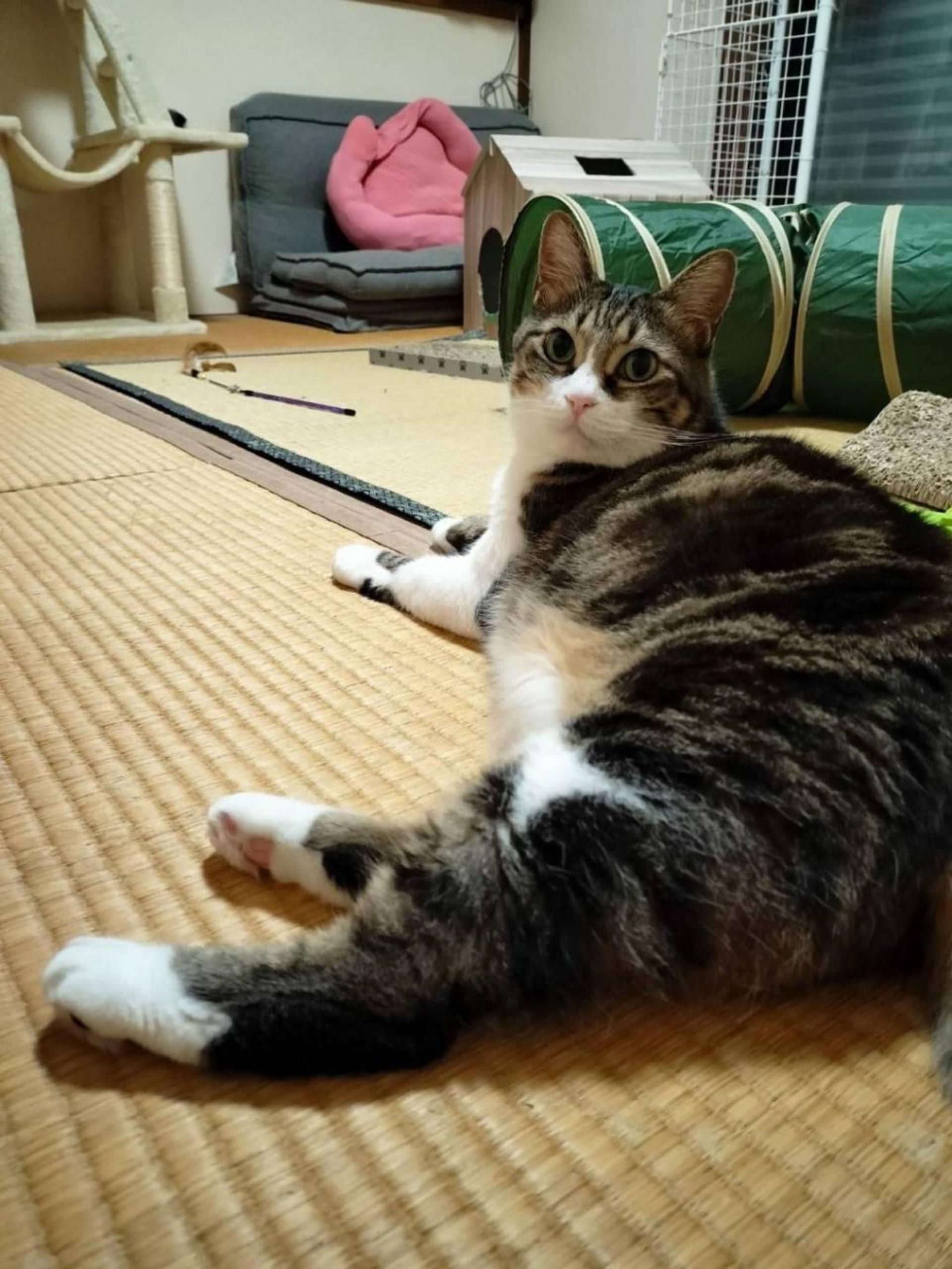 pet-image-2