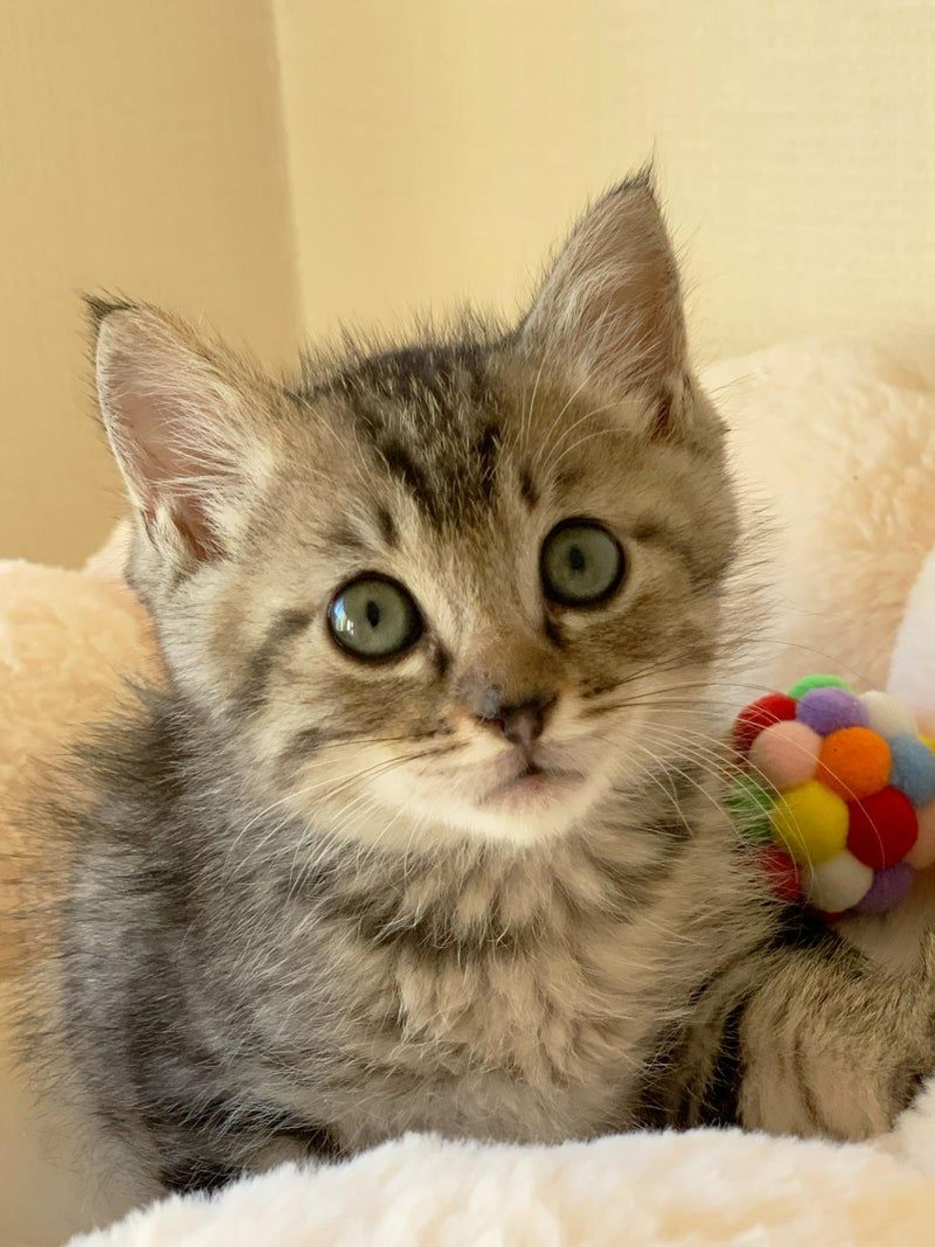 pet-image-2