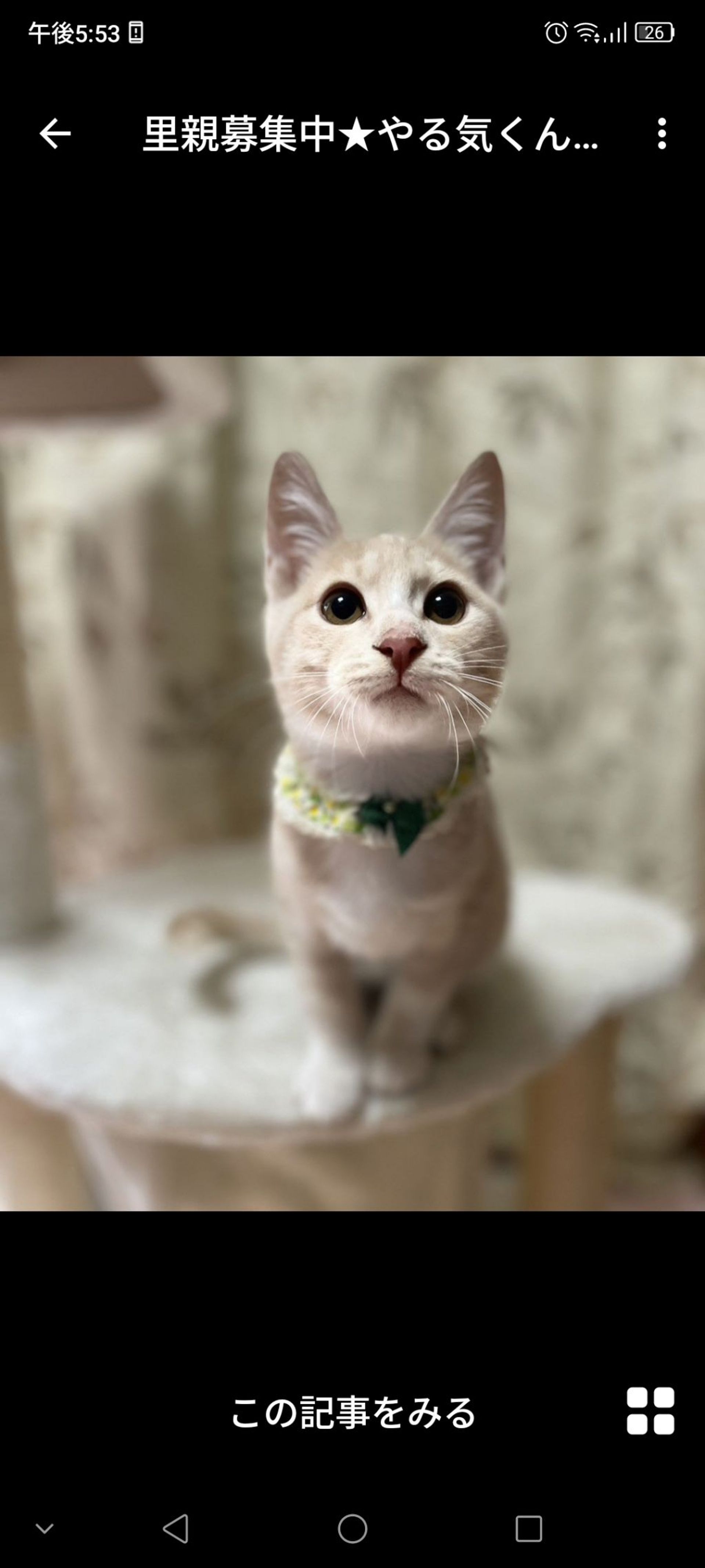 雑種（ミックス猫）・オスの里親募集の写真