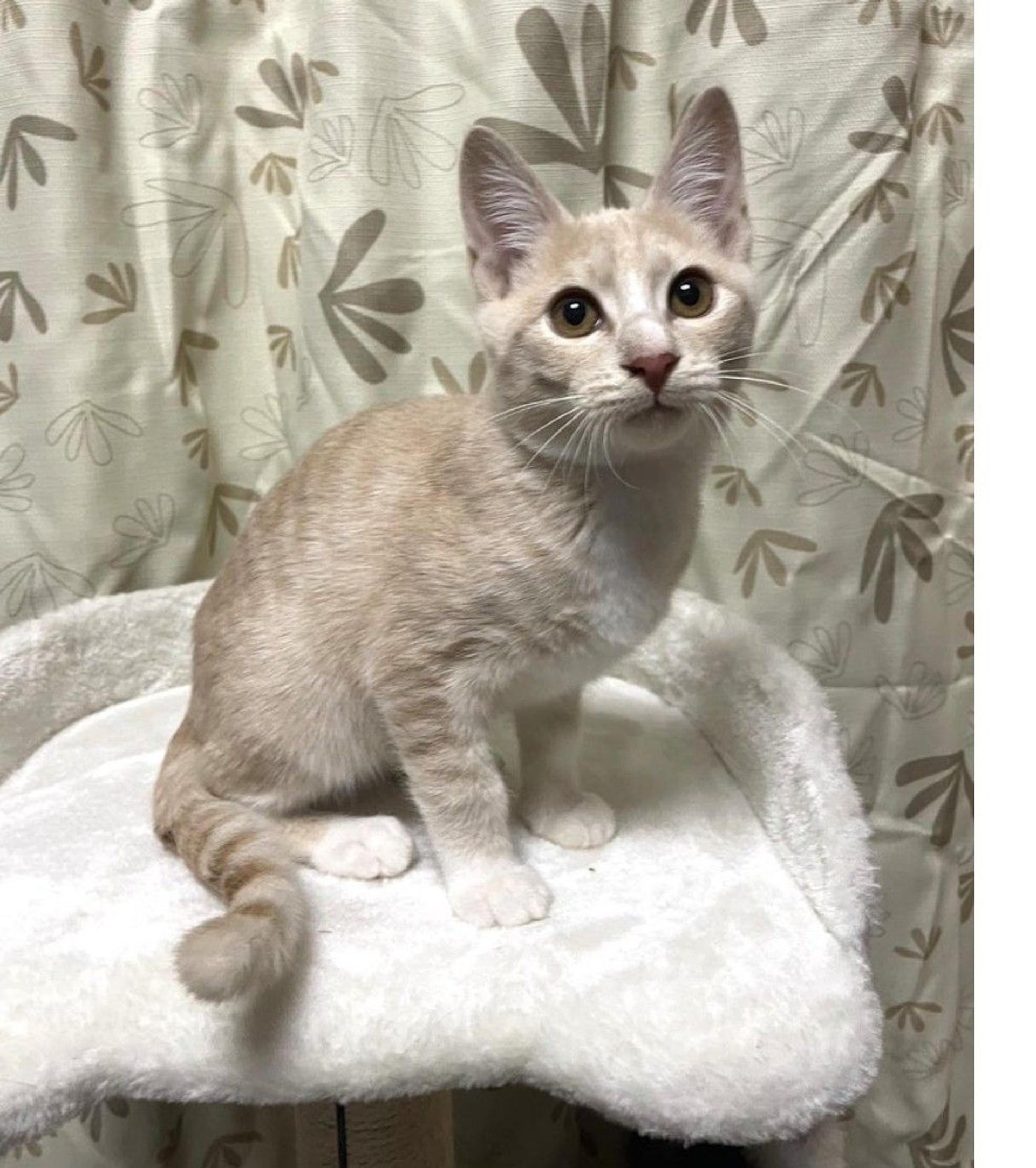 pet-image-3