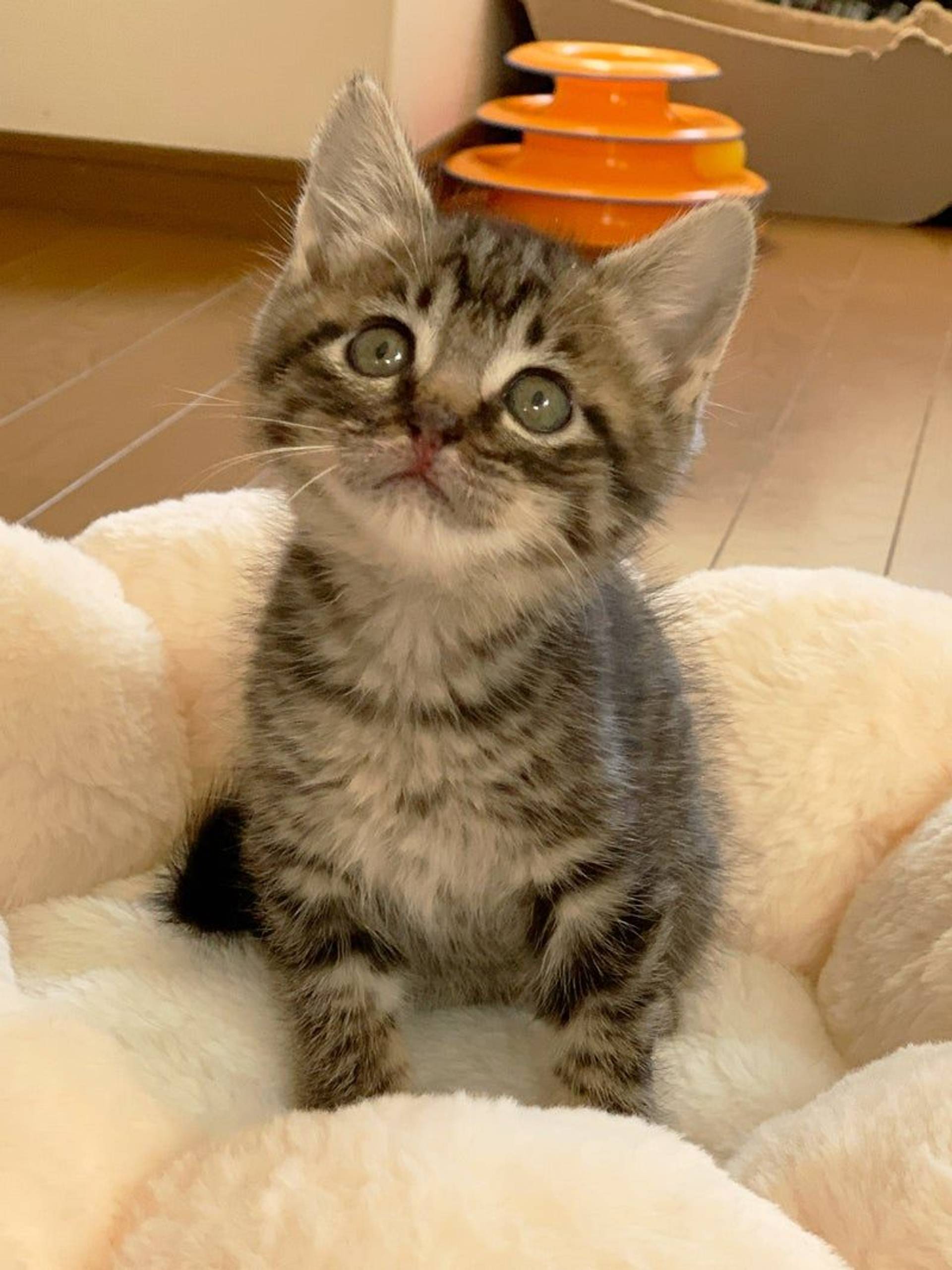 雑種（ミックス猫）・オスの里親募集の写真