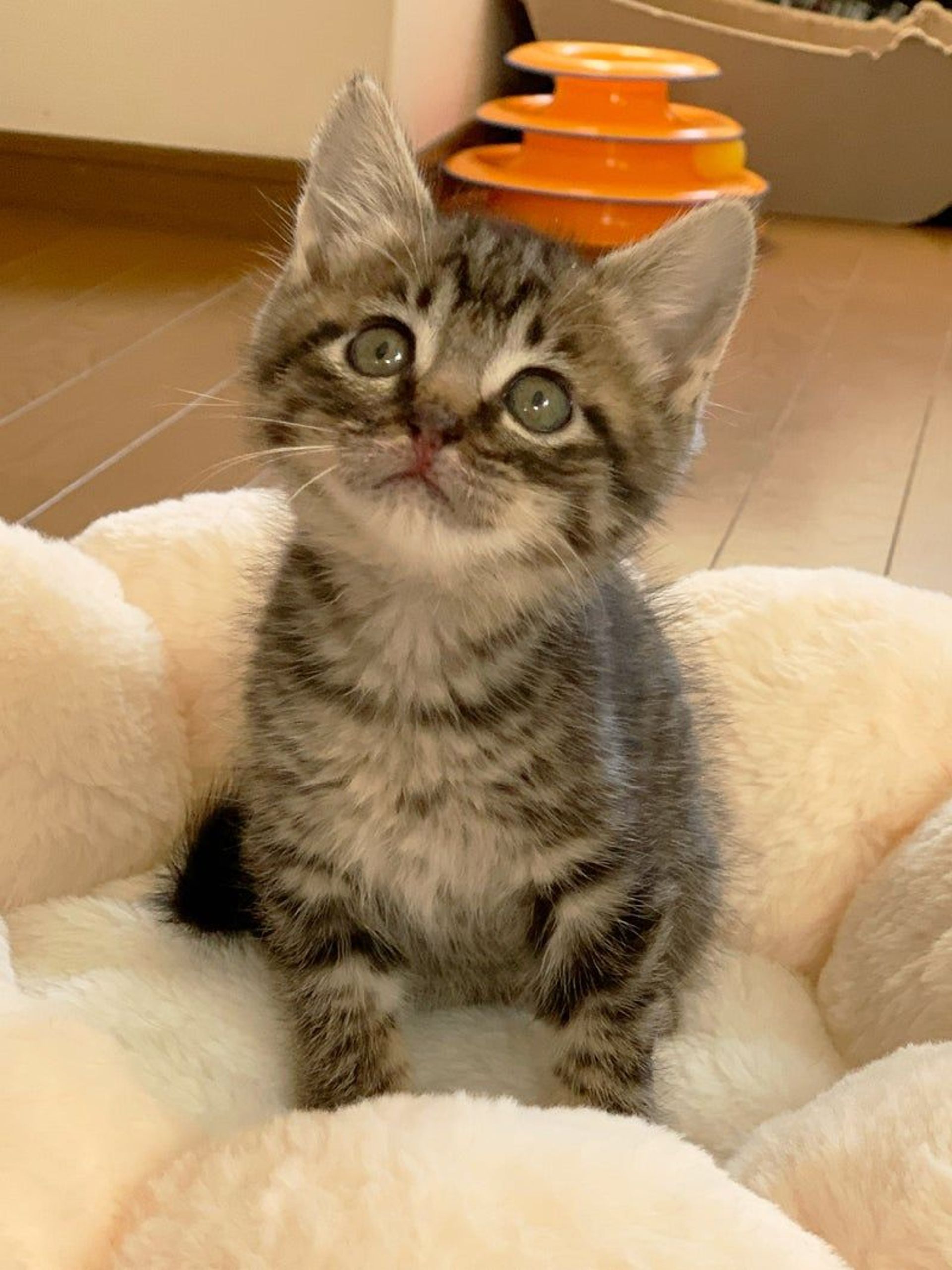 雑種（ミックス猫）・オスの里親募集の写真
