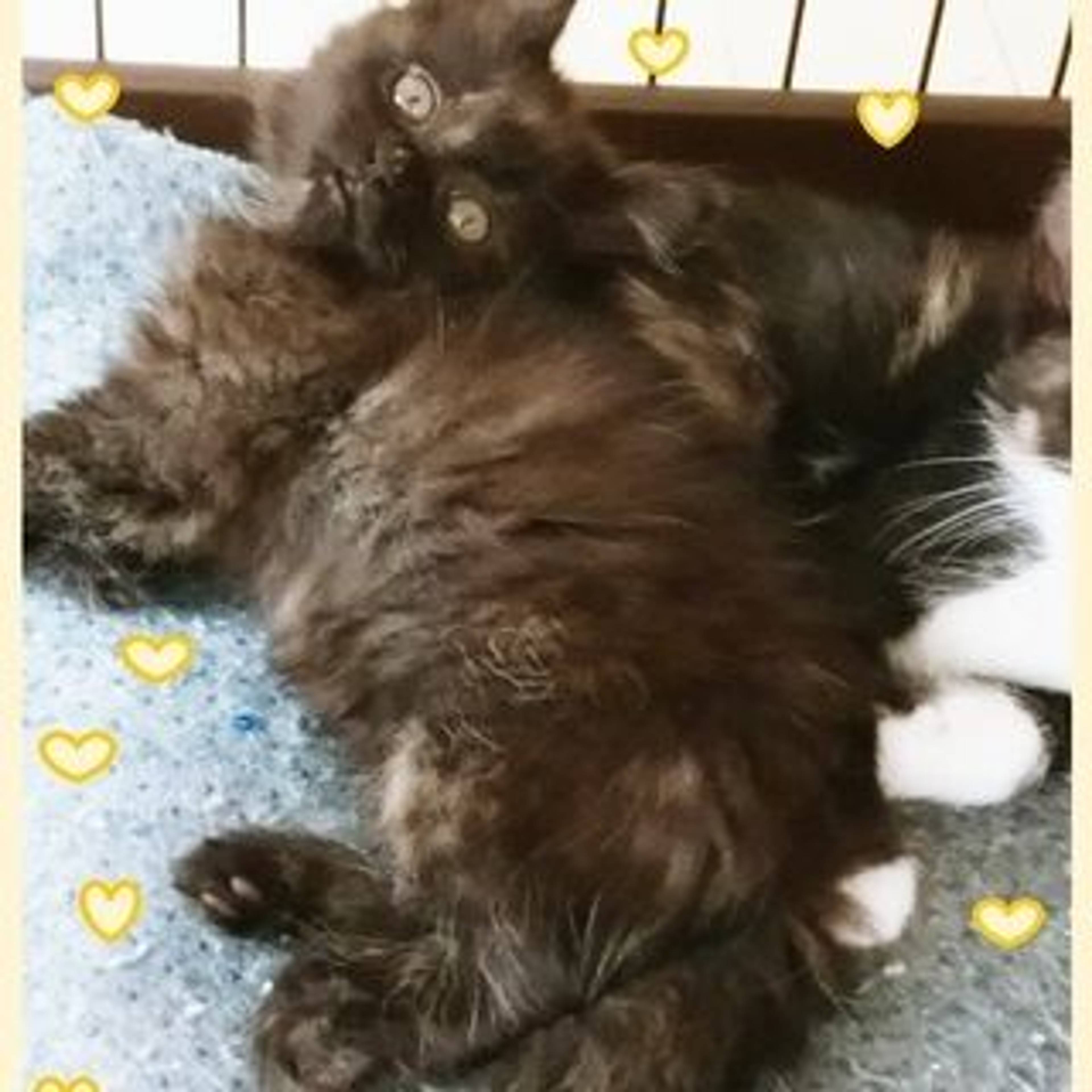 雑種（ミックス猫）・メスの里親募集の写真