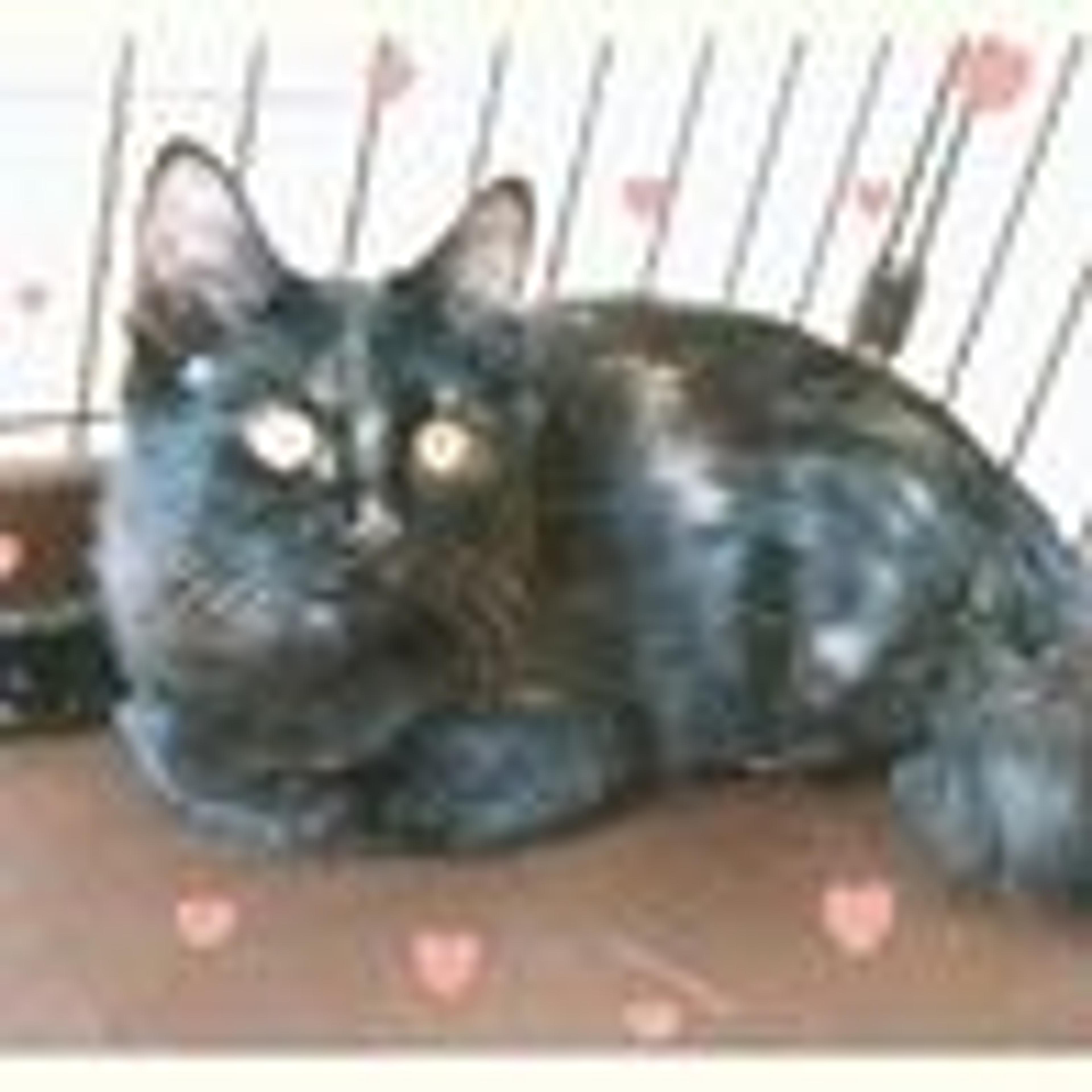 pet-image-2