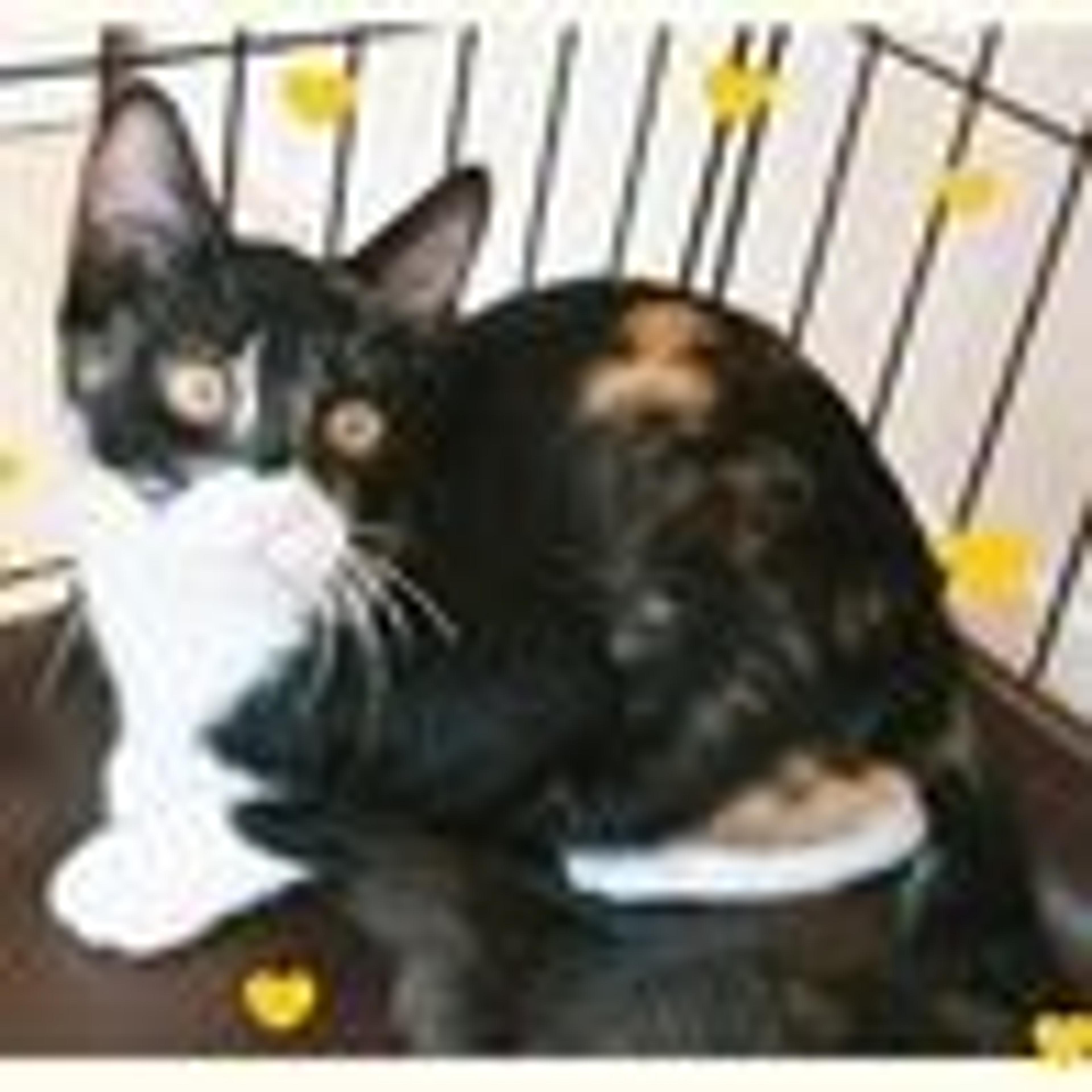 pet-image-3