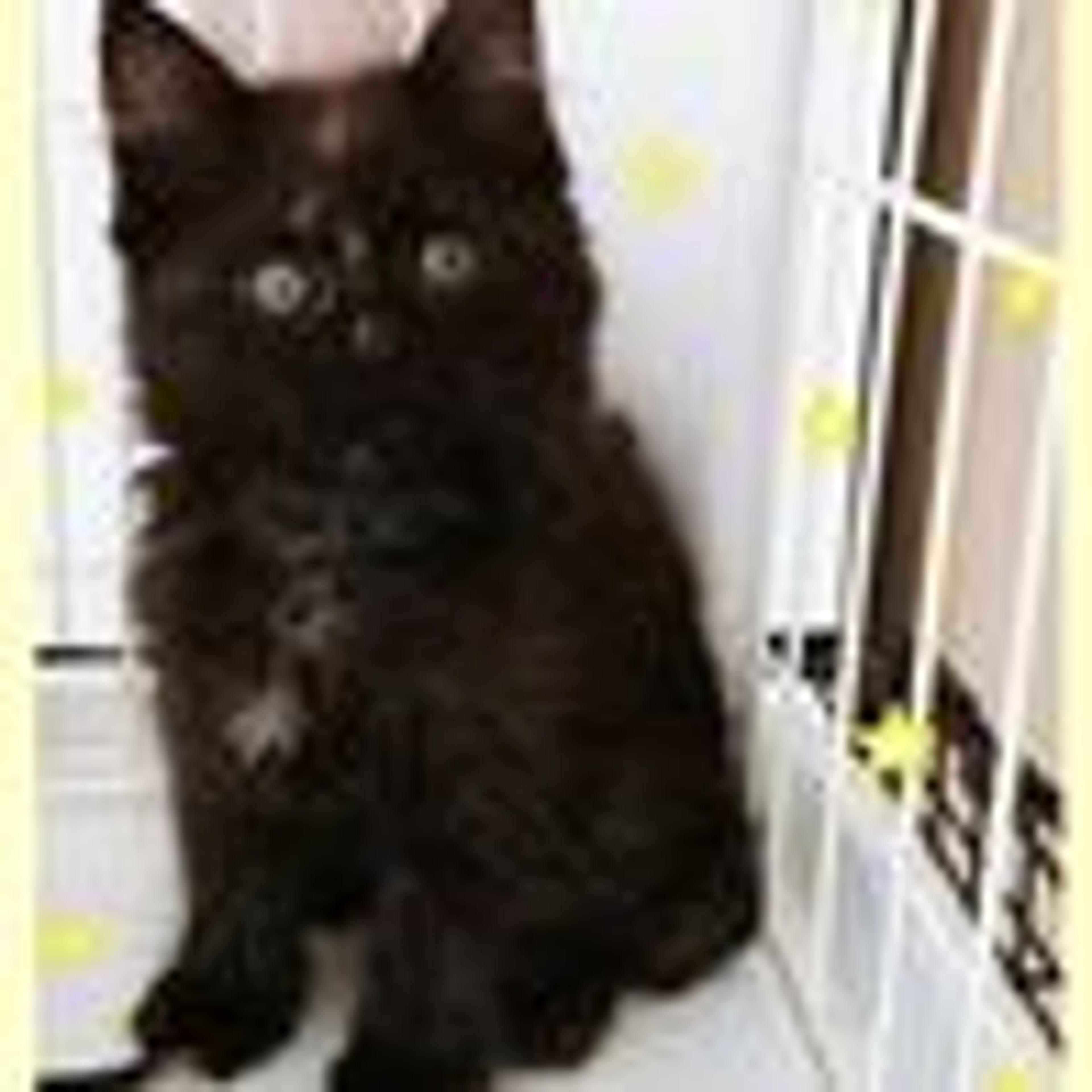 pet-image-4