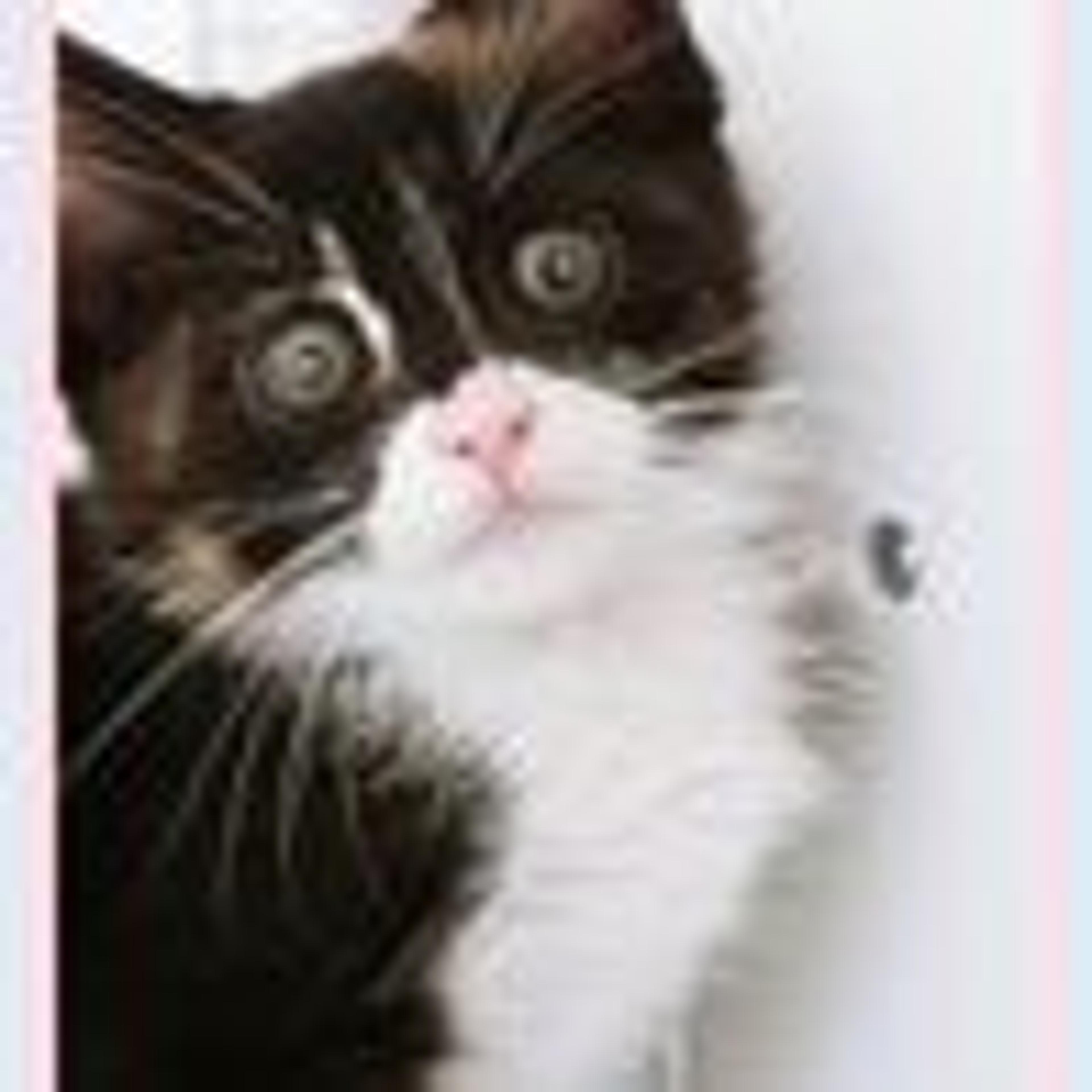 pet-image-5