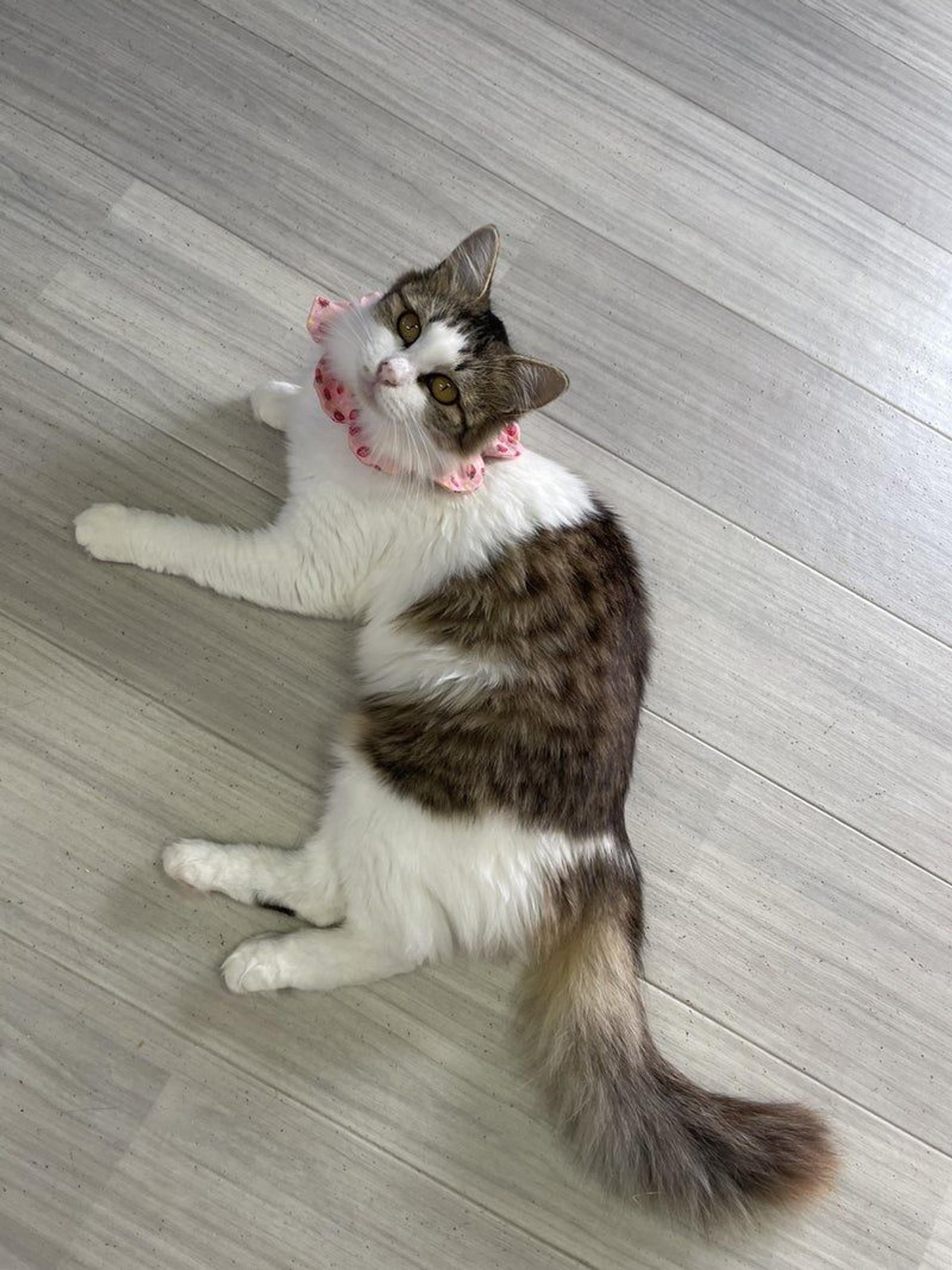 pet-image-2