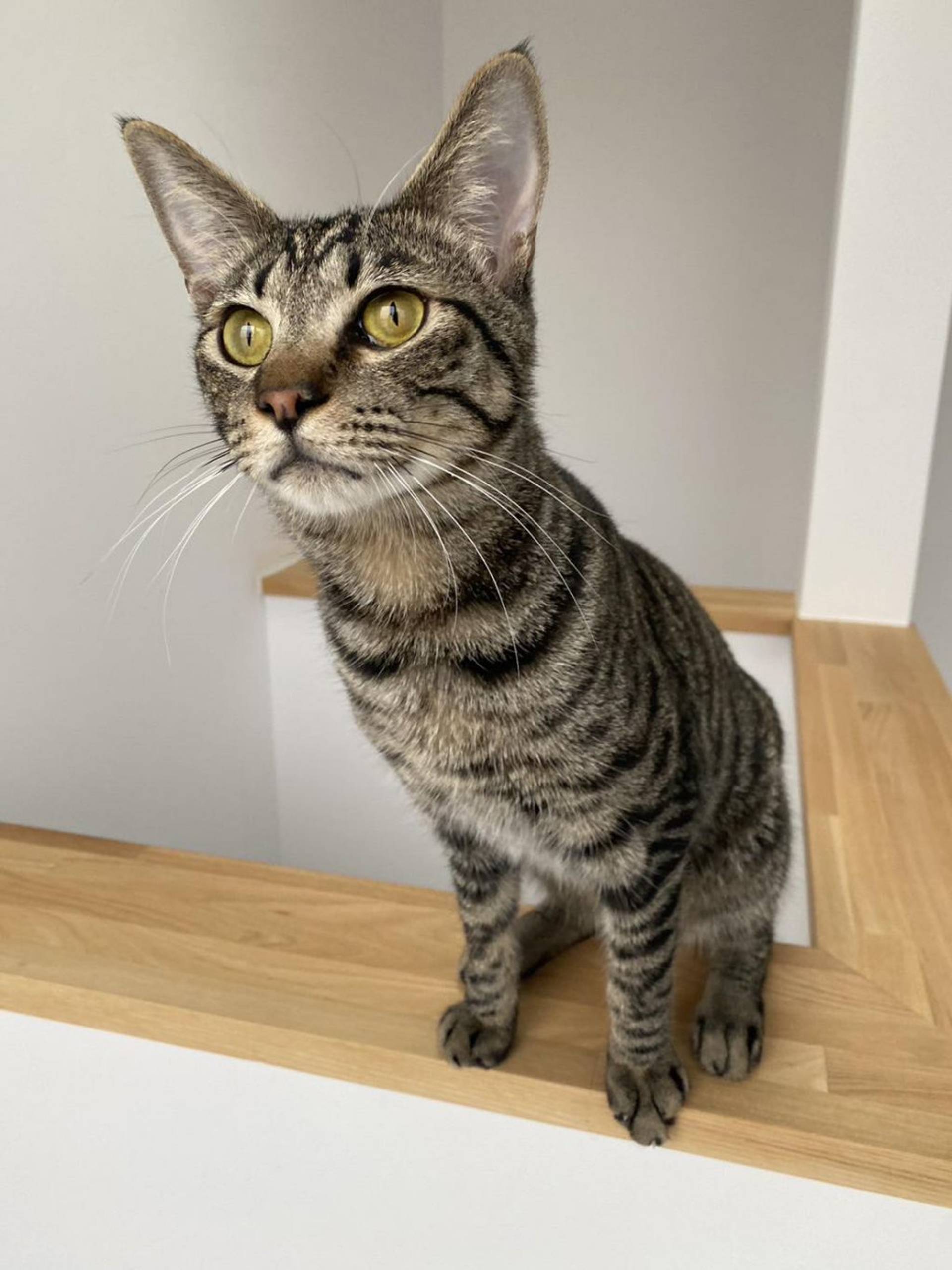 雑種（ミックス猫）・オスの里親募集の写真