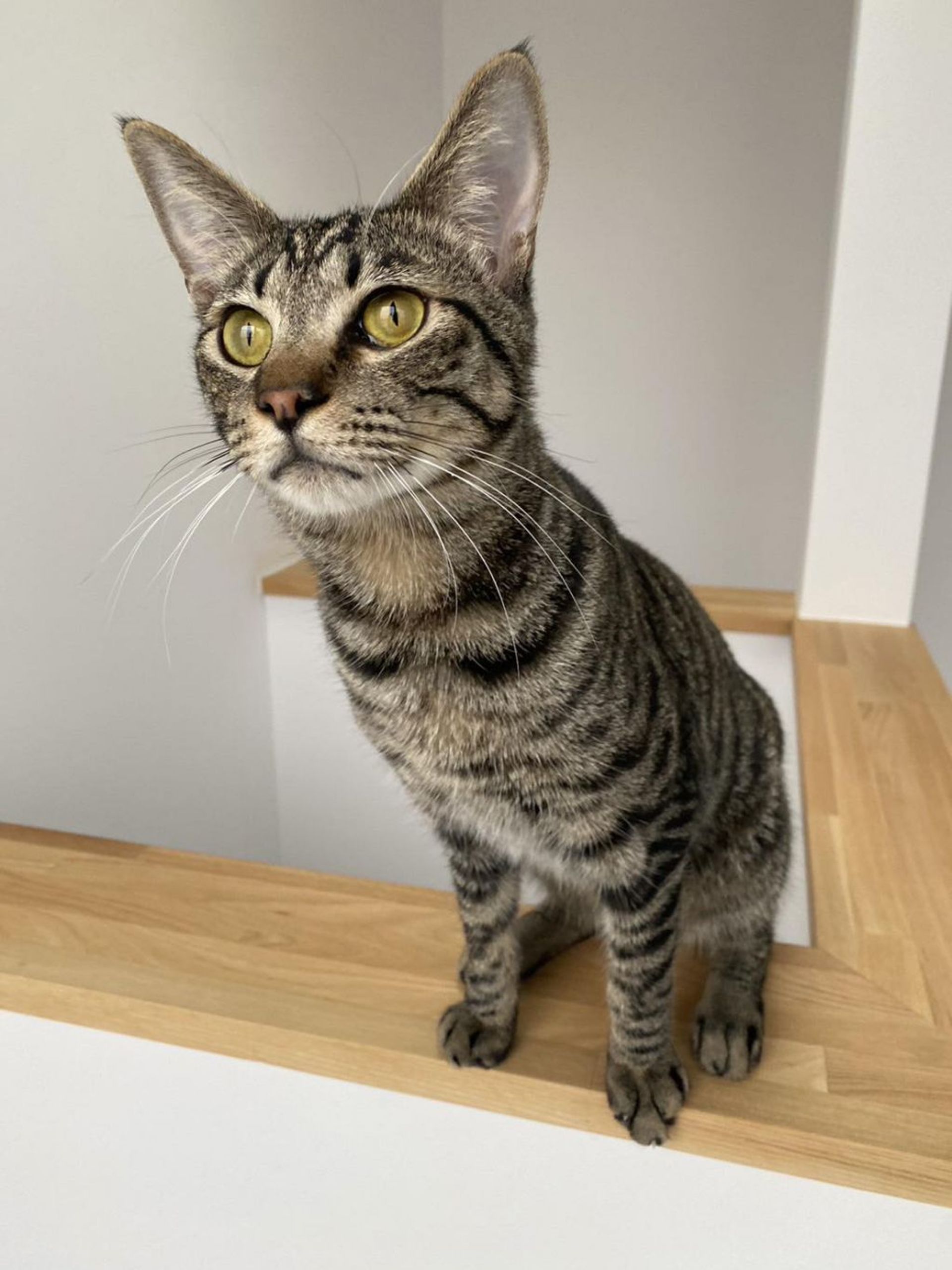 雑種（ミックス猫）・オスの里親募集の写真