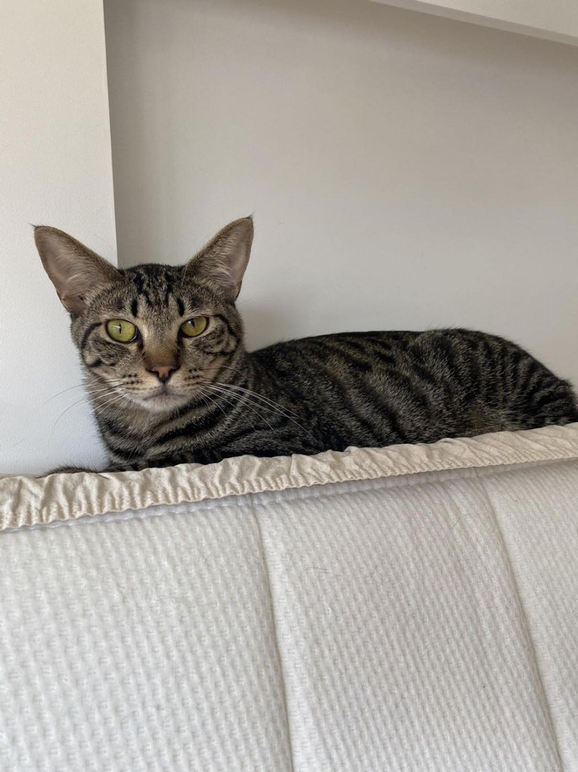pet-image-2
