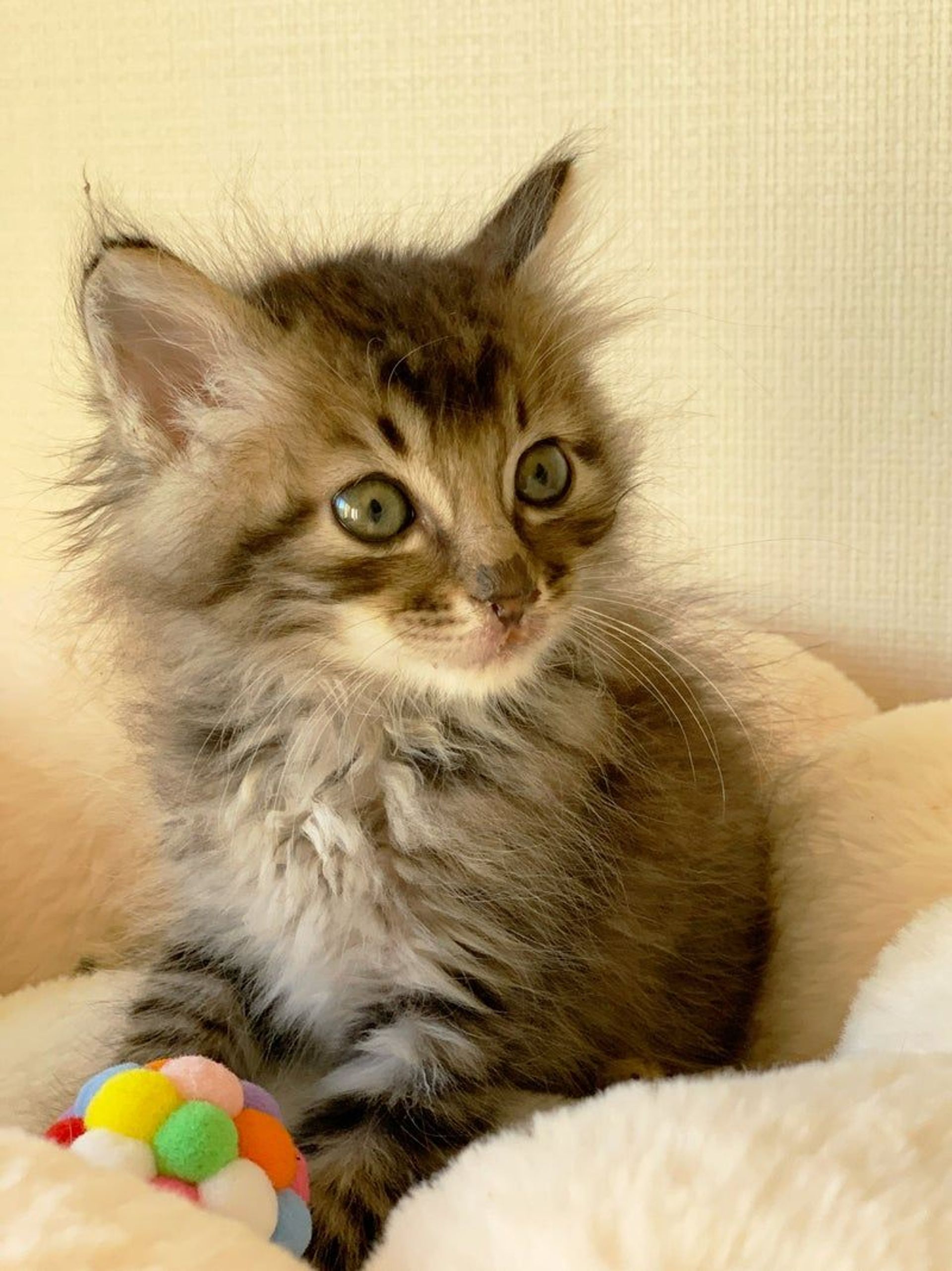 雑種（ミックス猫）・メスの里親募集の写真