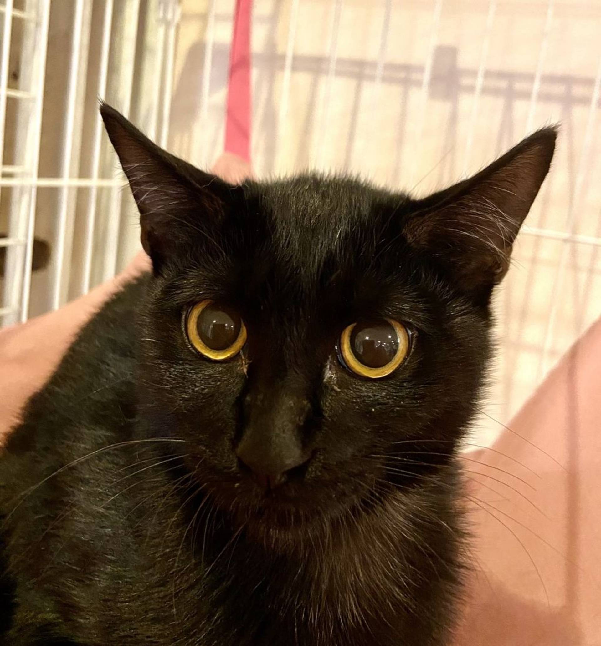 雑種（ミックス猫）・オスの里親募集の写真