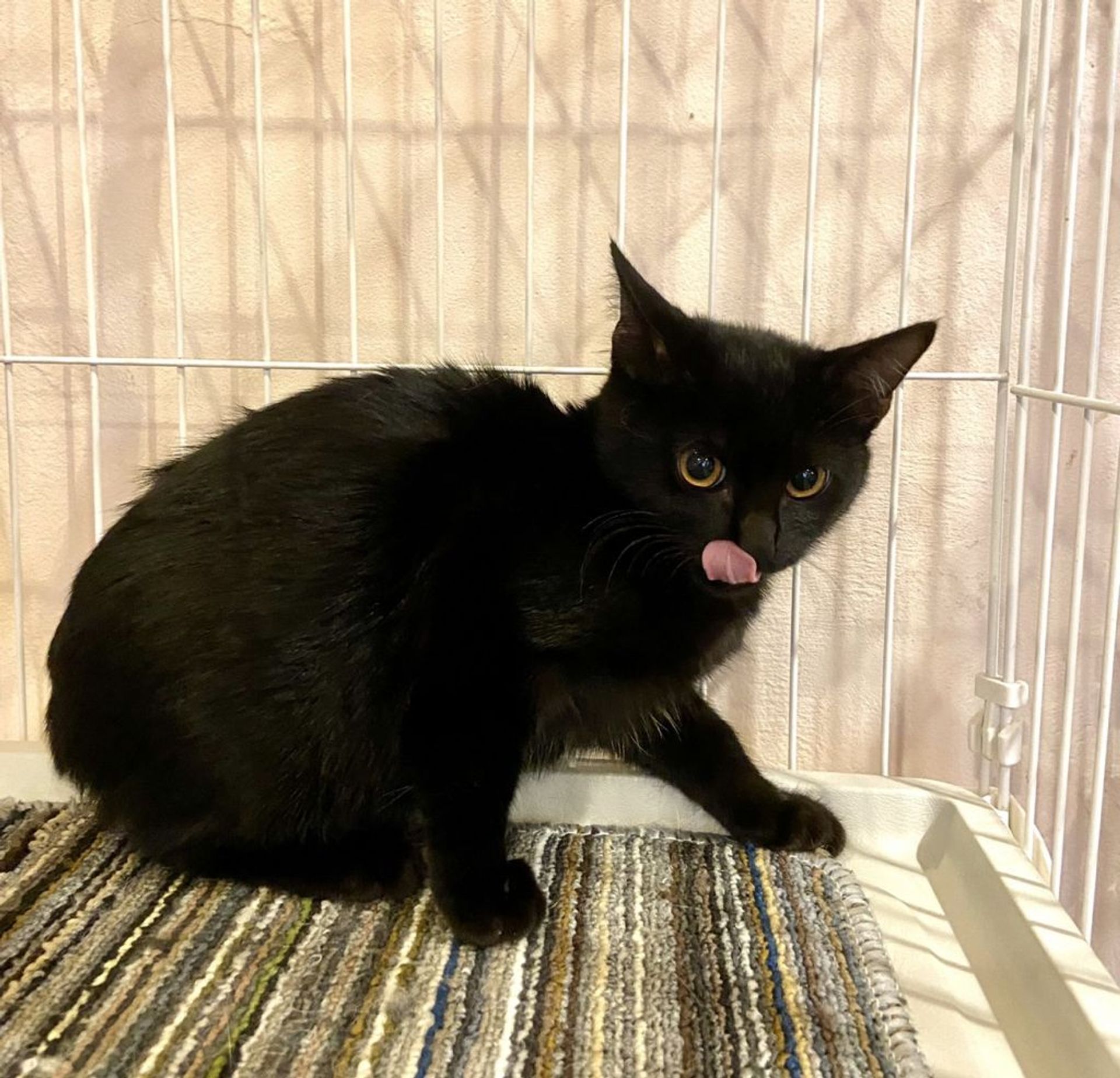 雑種（ミックス猫）・オスの里親募集の写真