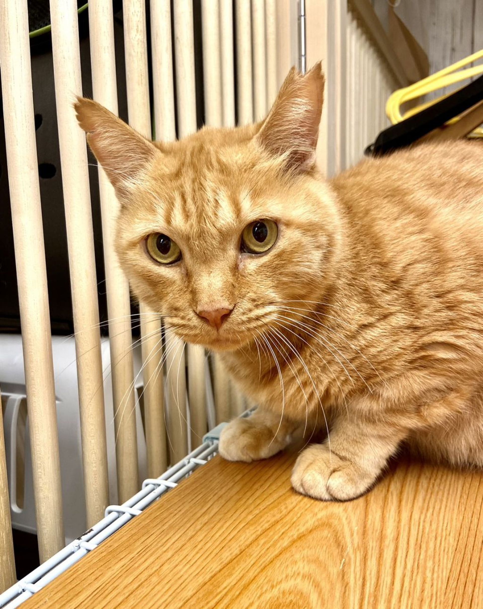 雑種（ミックス猫）・オスの里親募集の写真