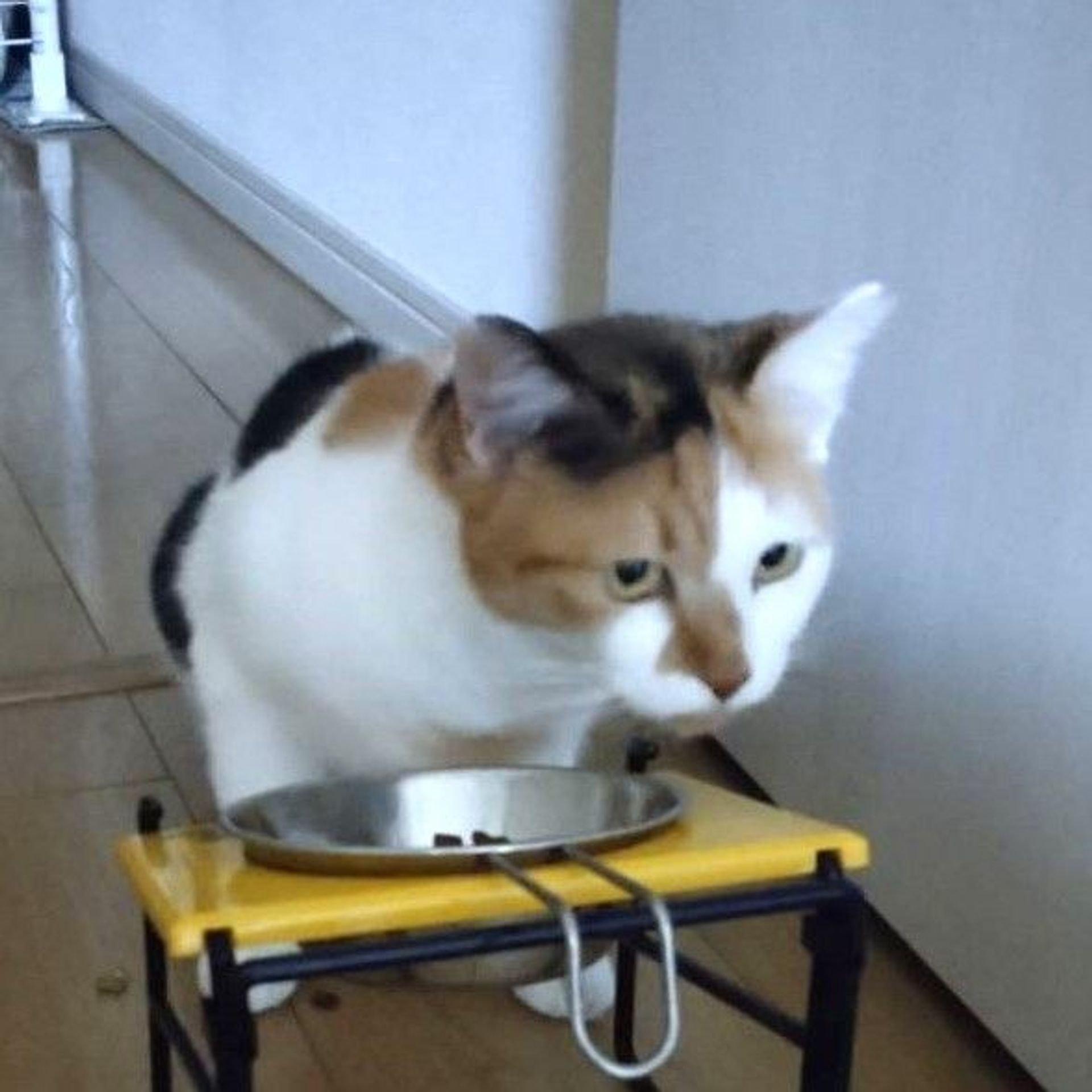 雑種（ミックス猫）・メスの里親募集の写真
