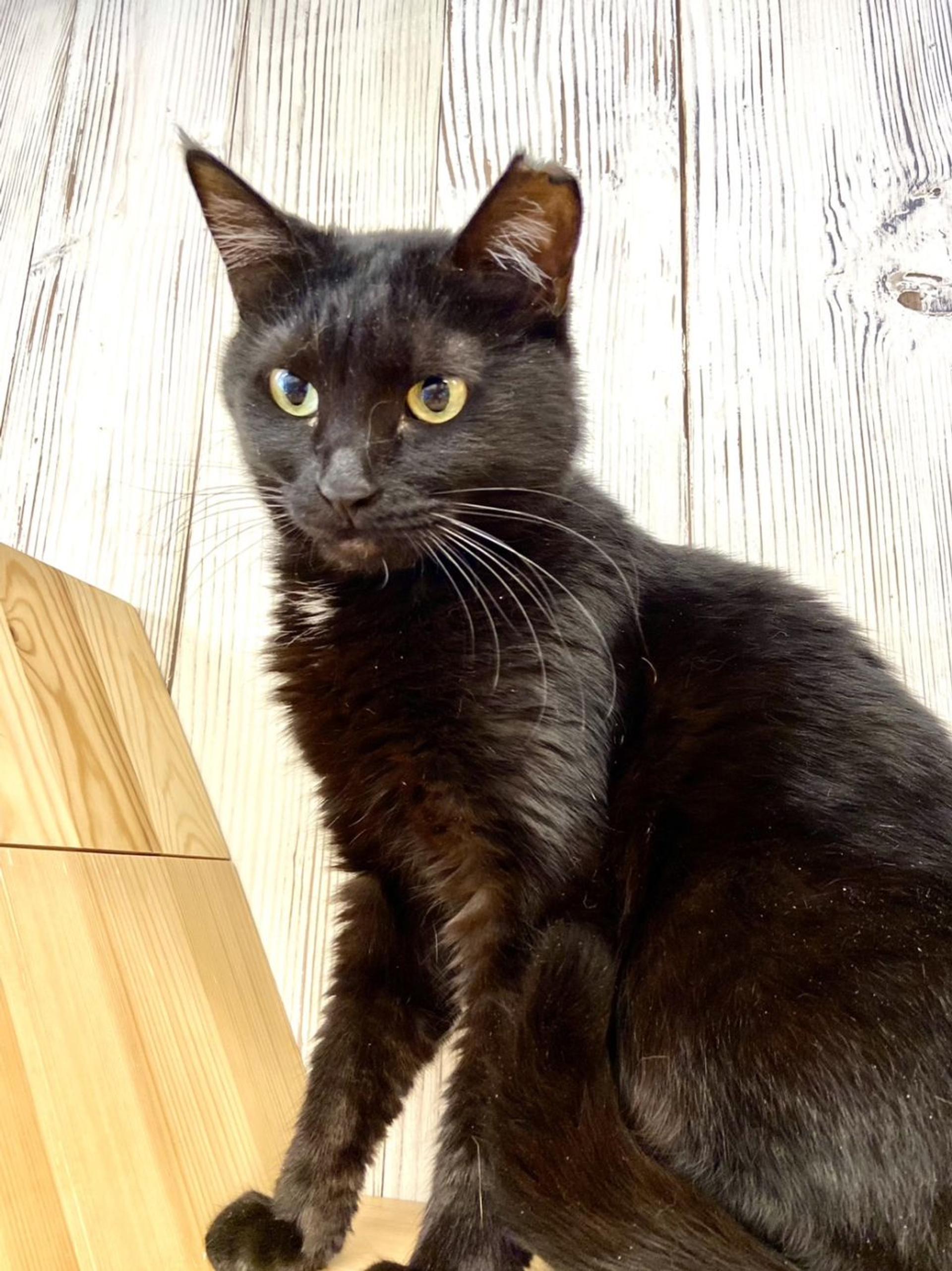 pet-image-2