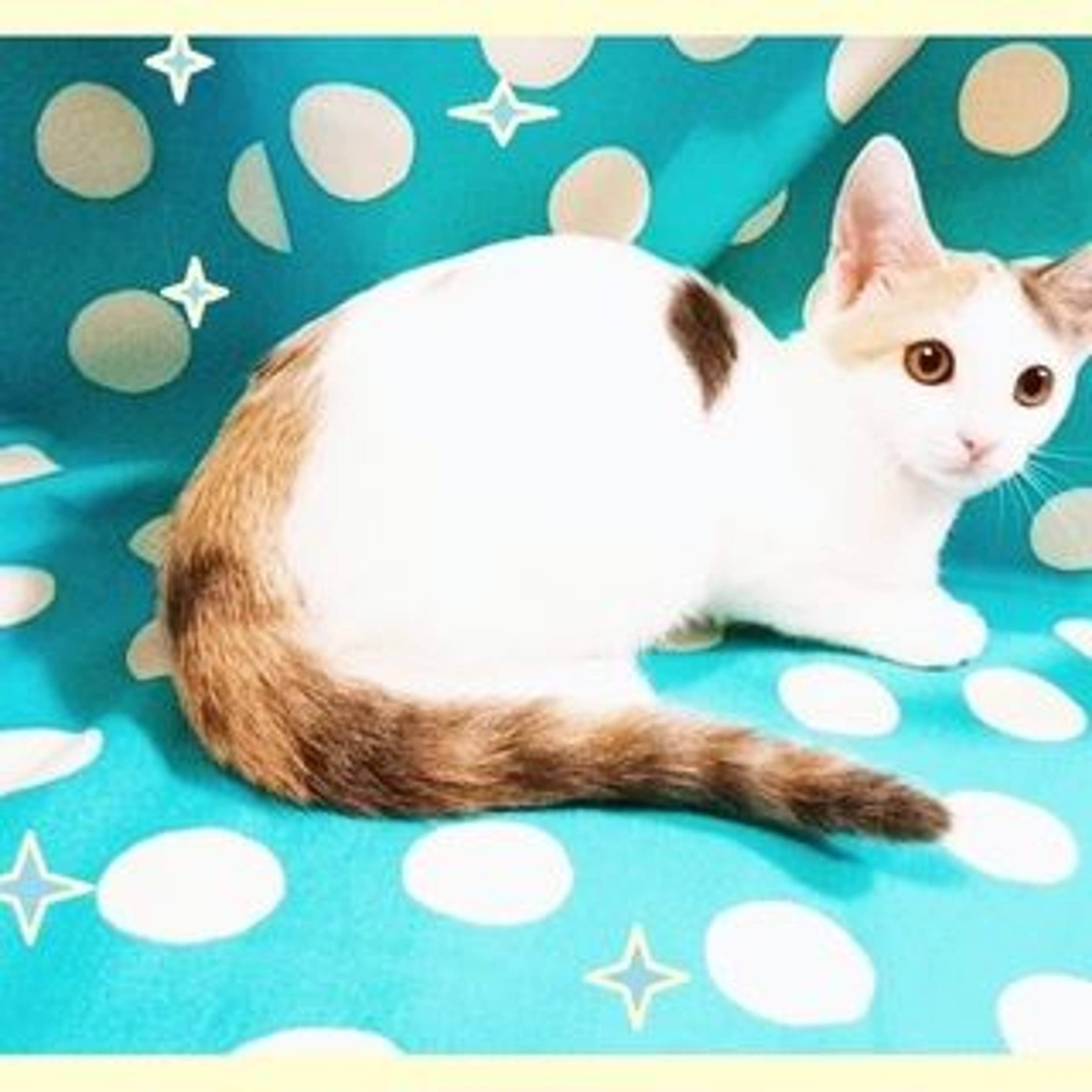 雑種（ミックス猫）・メスの里親募集の写真