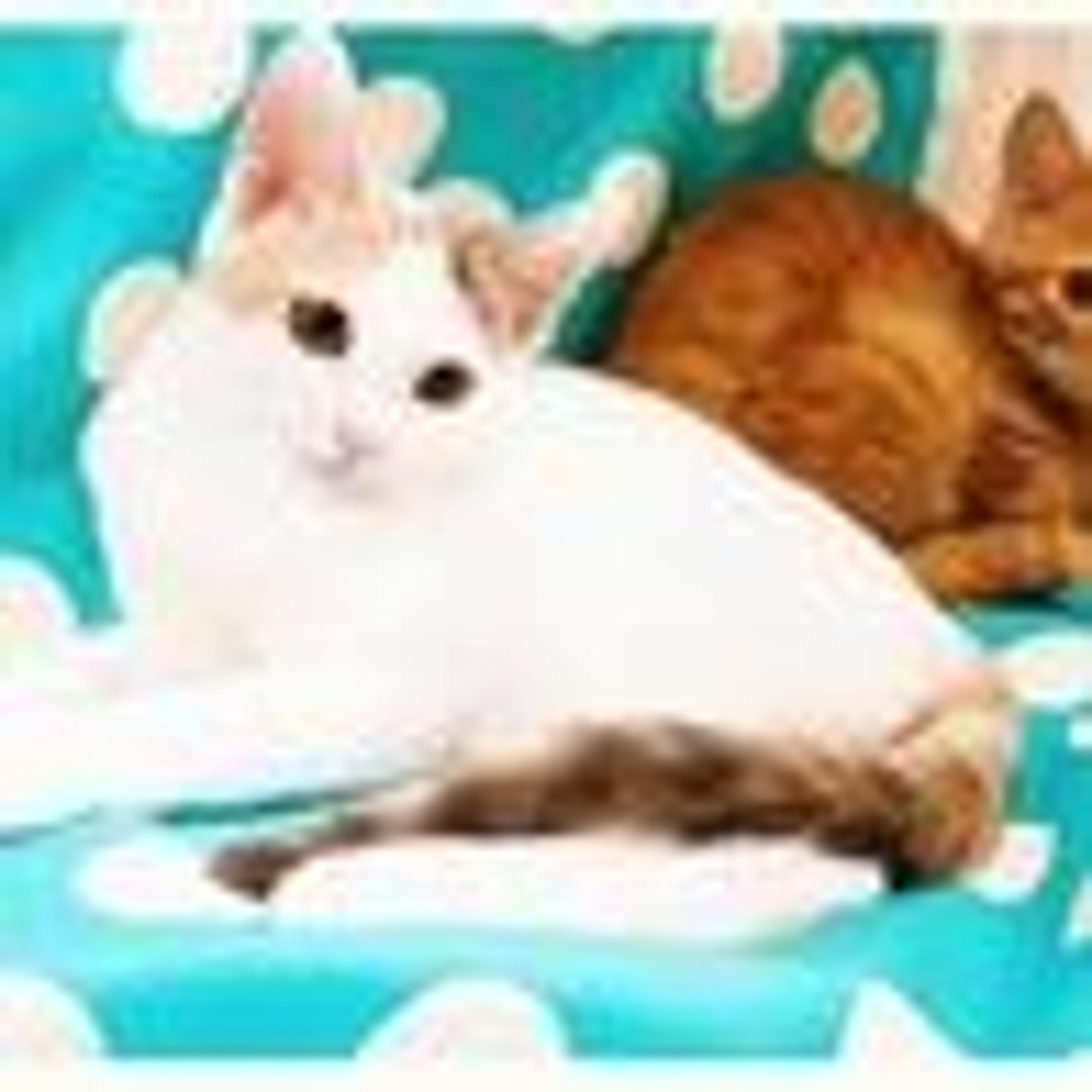 pet-image-2