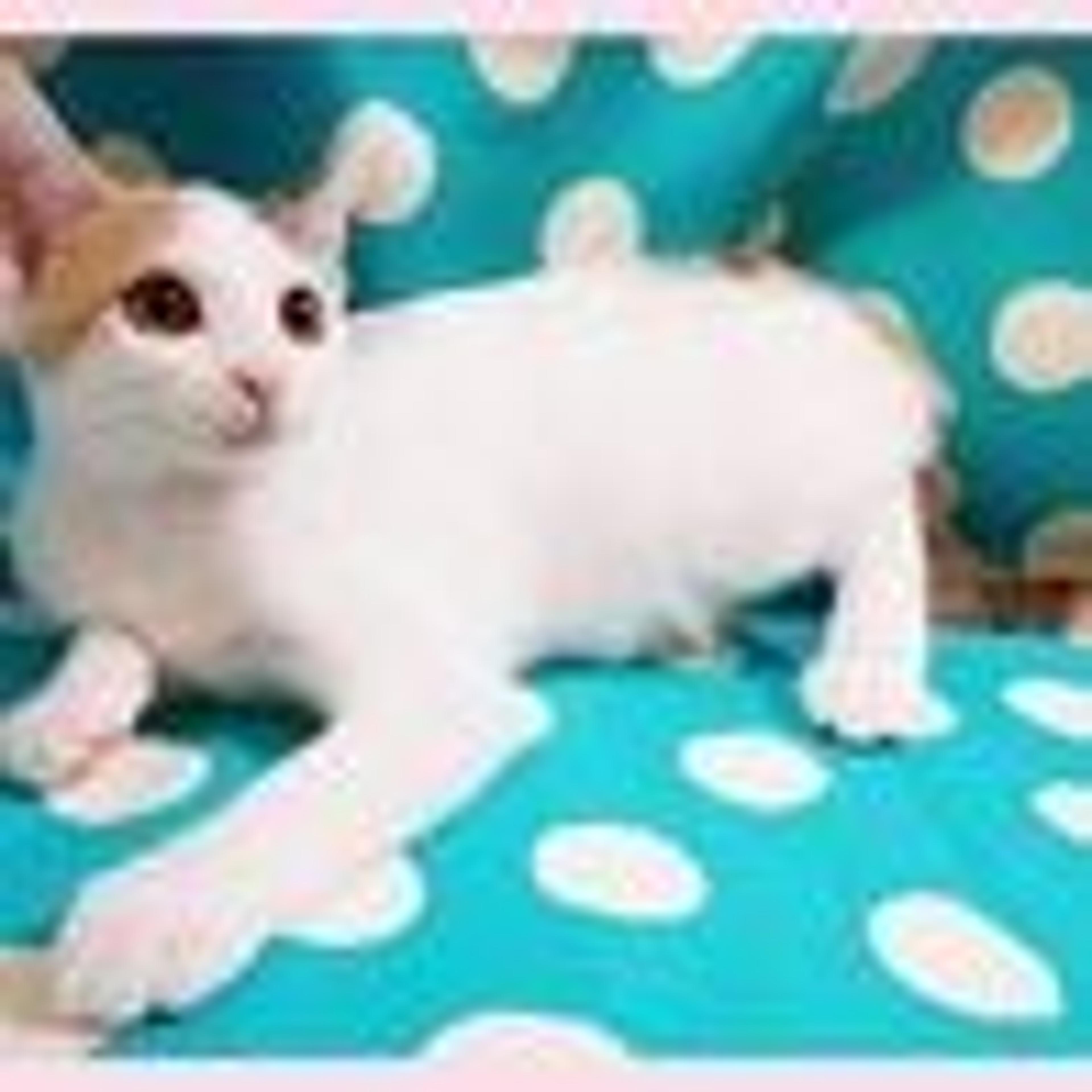 pet-image-3