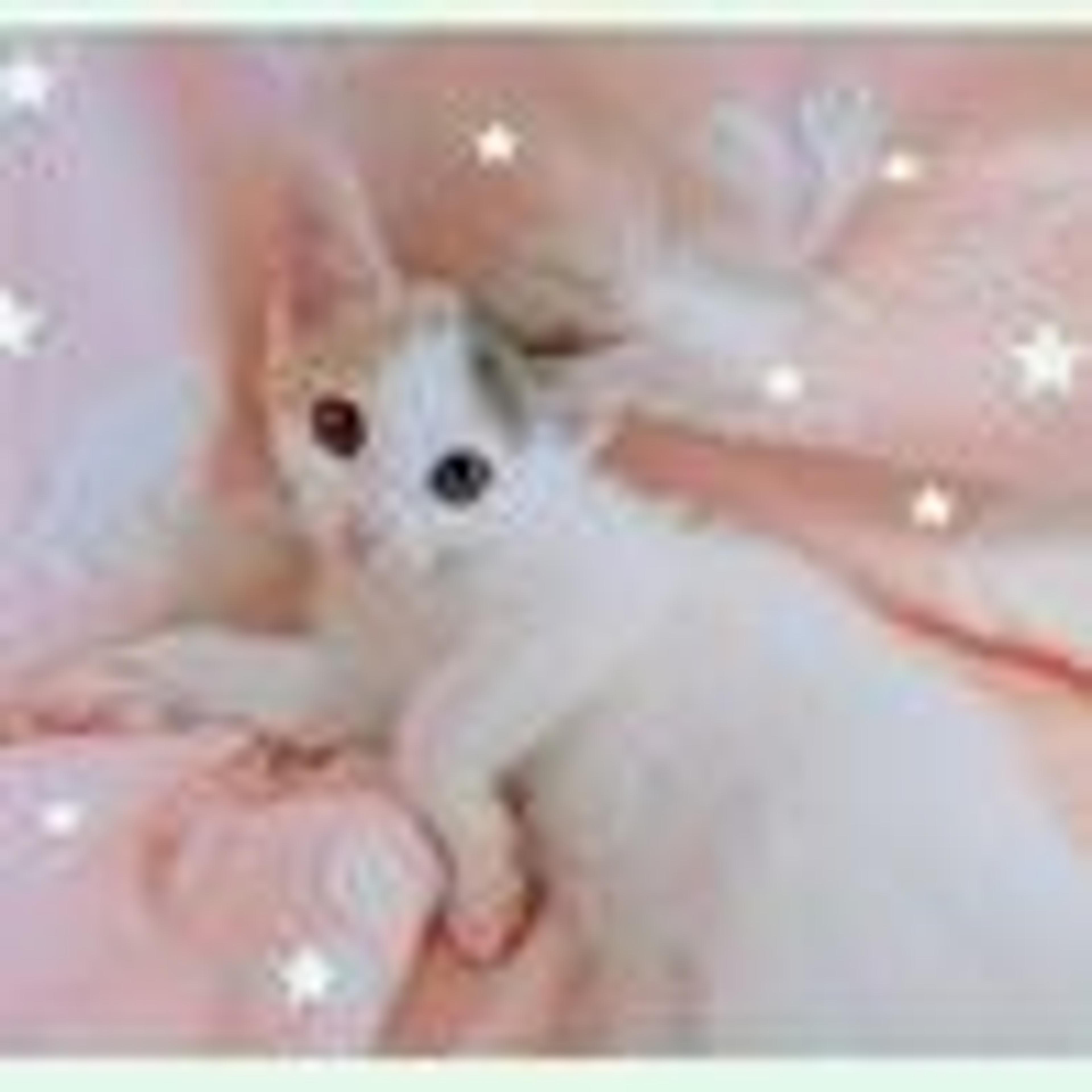 pet-image-4