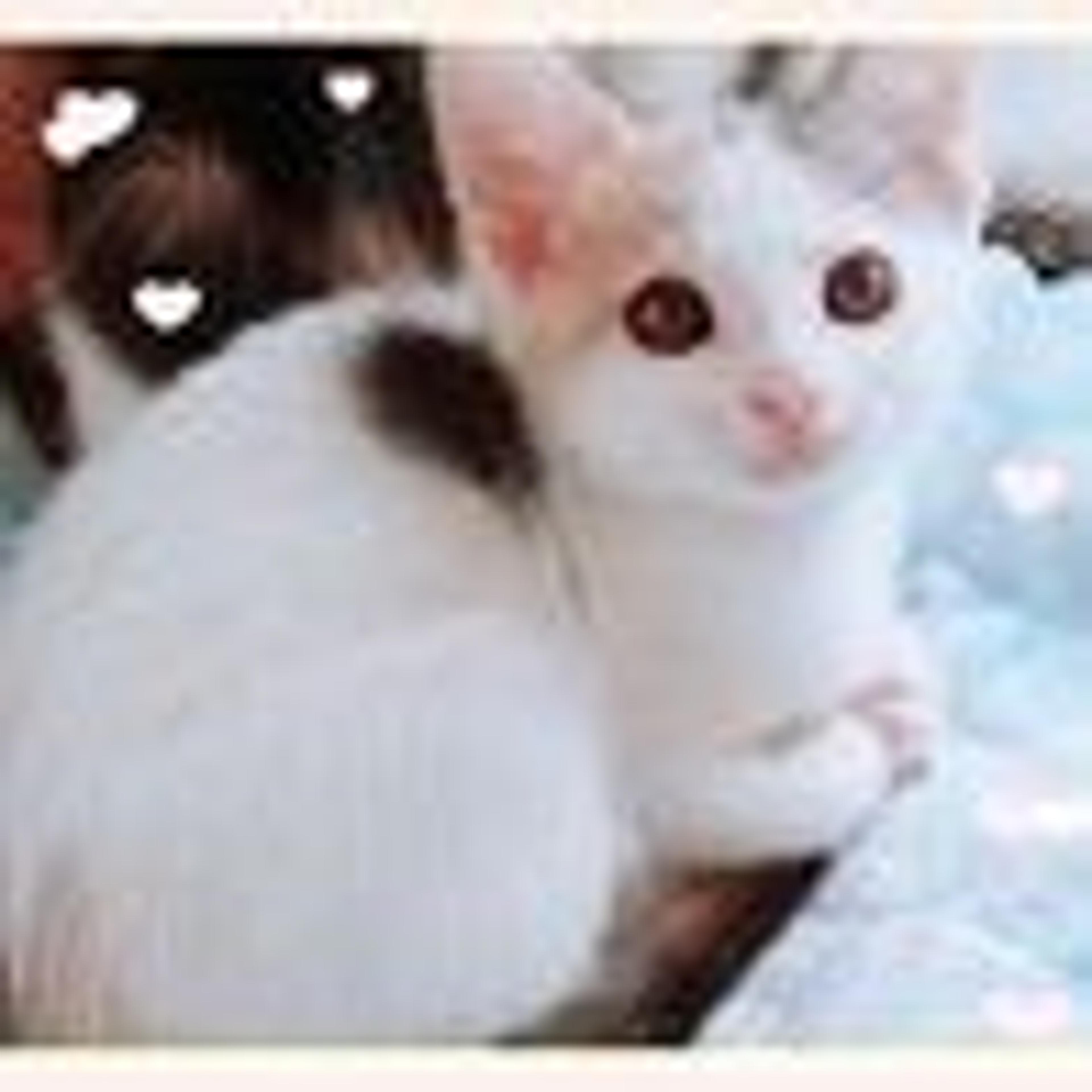 pet-image-5