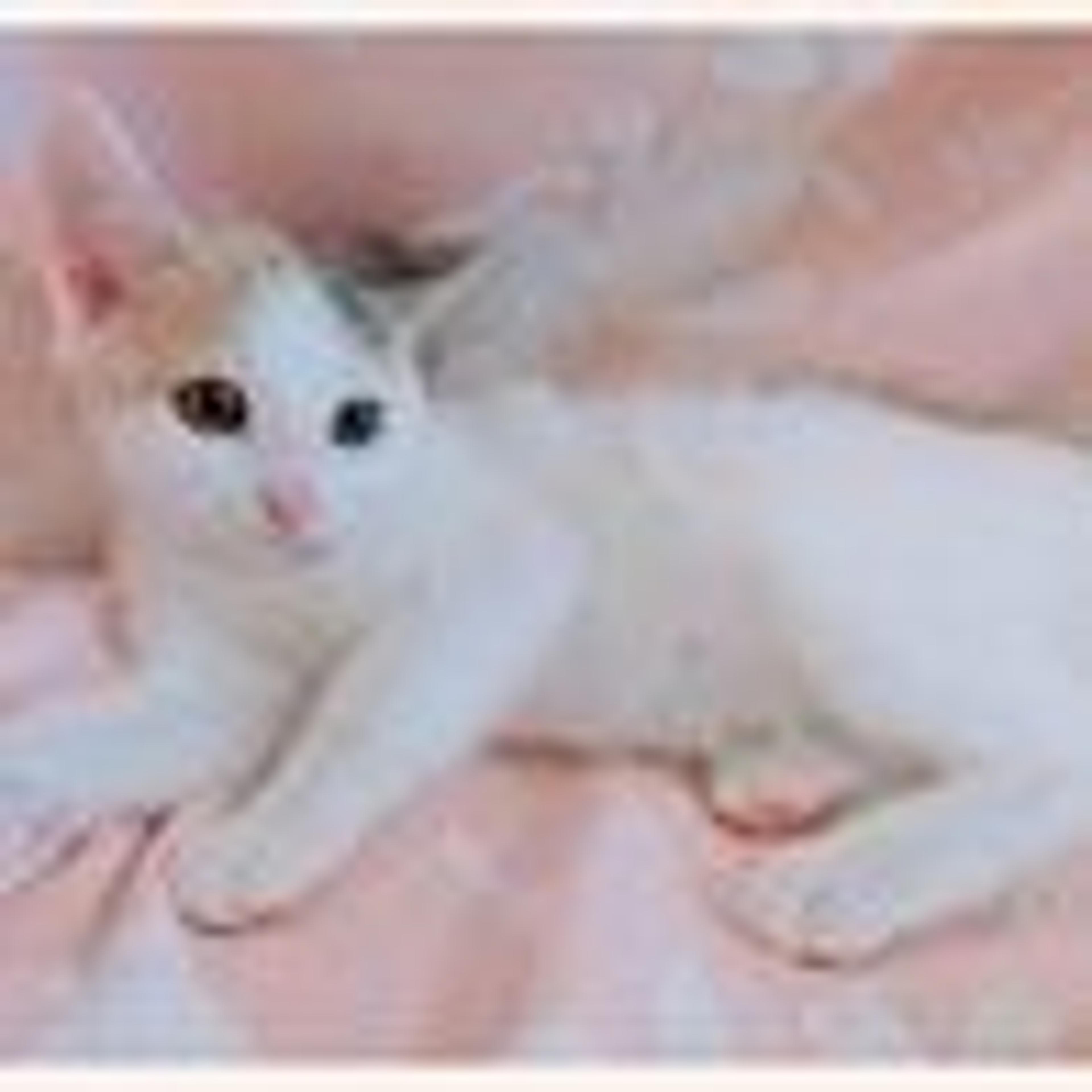 pet-image-6