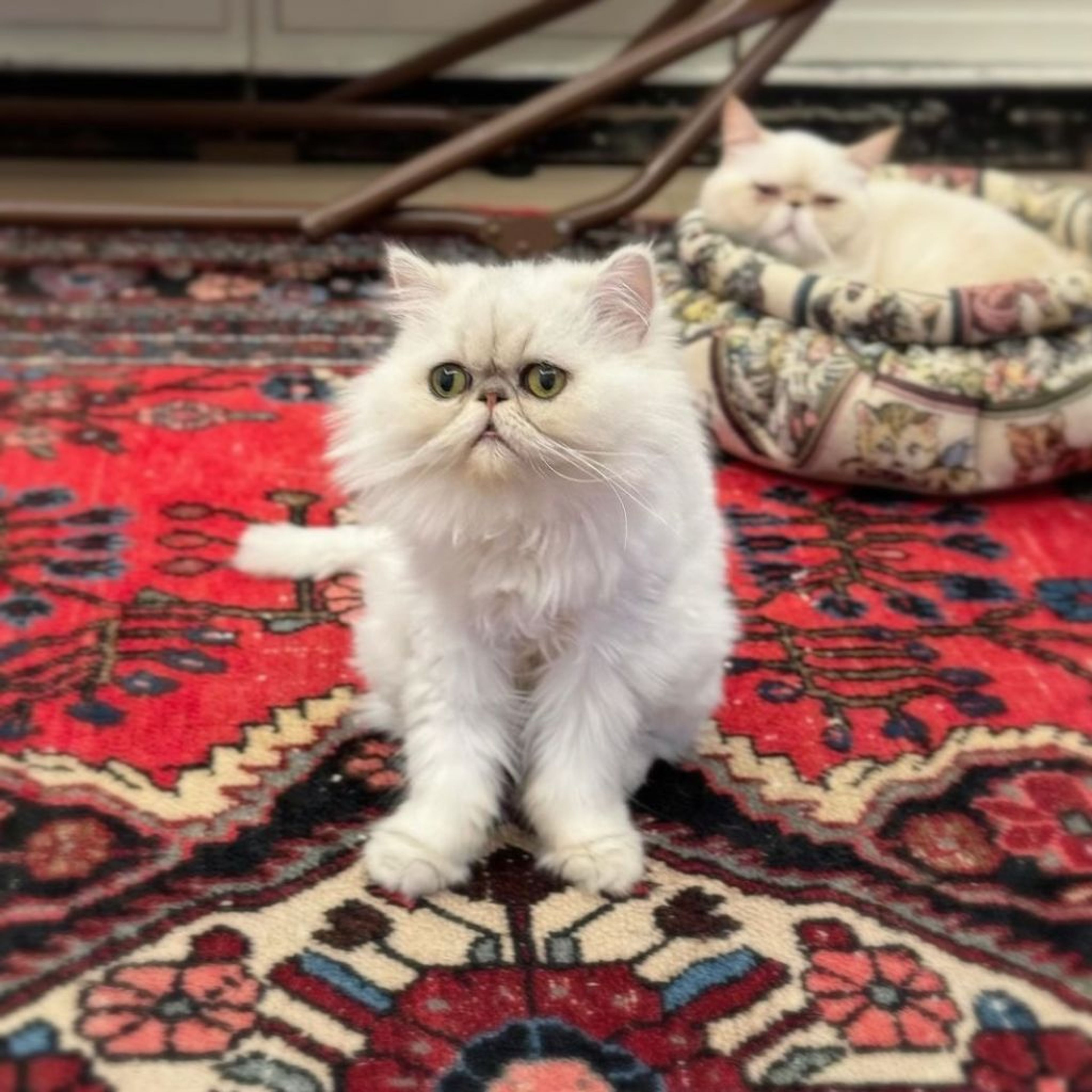 pet-image-2