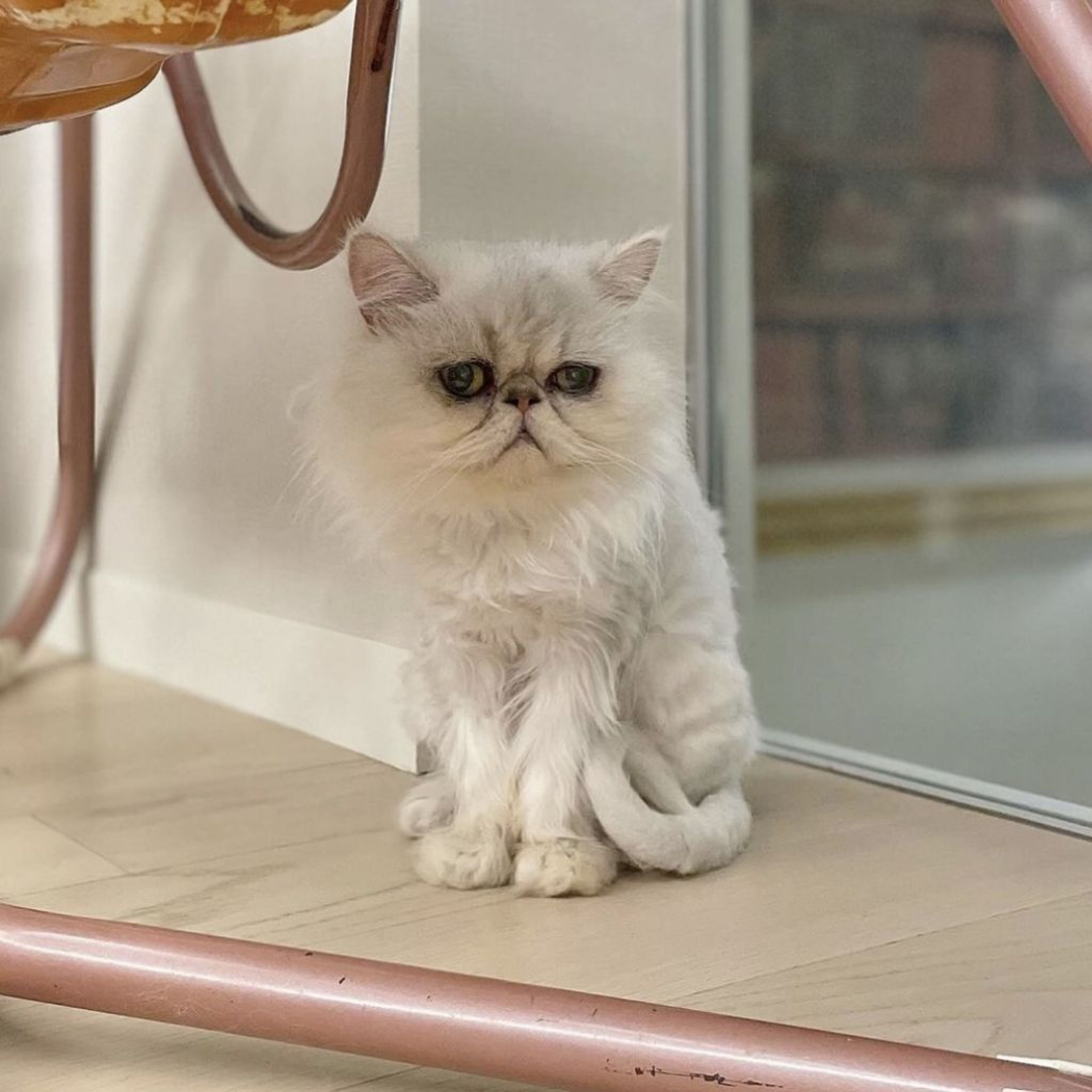 pet-image-4