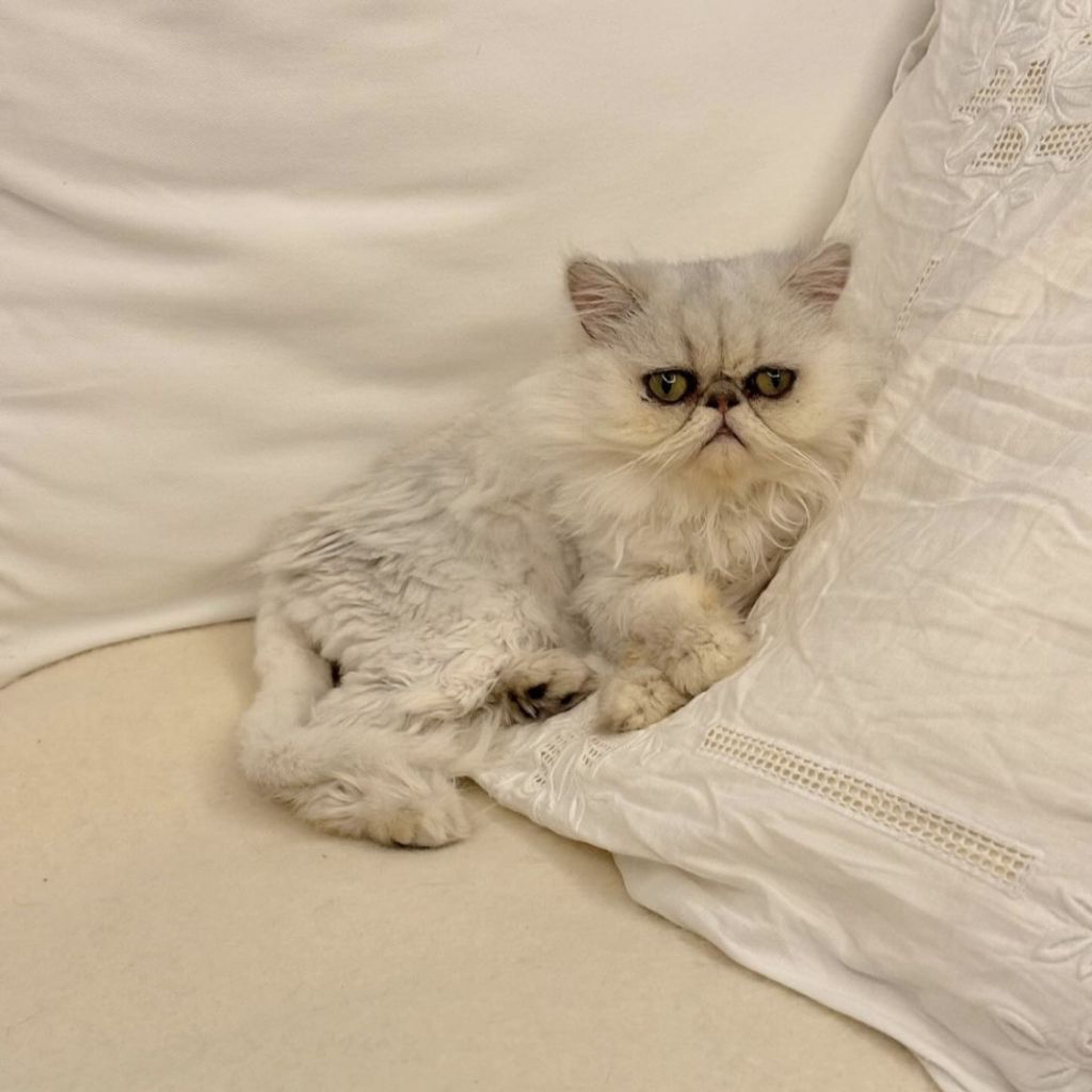 pet-image-5