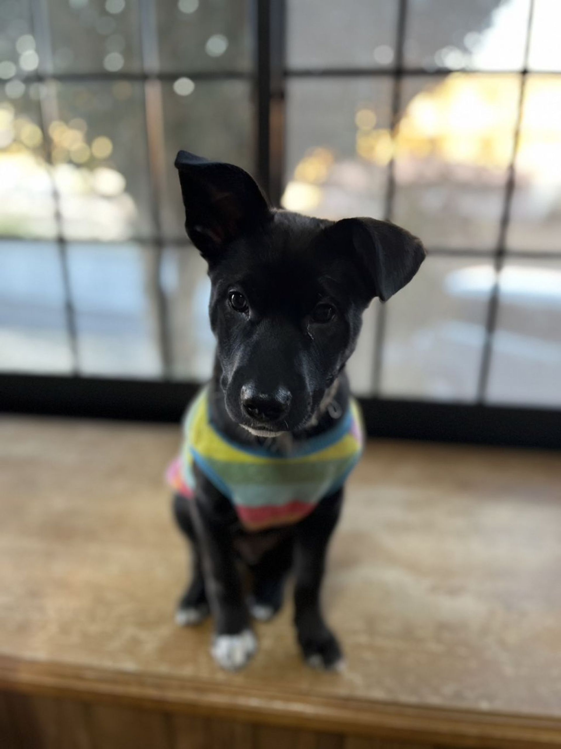 雑種（ミックス犬）・オスの里親募集の写真