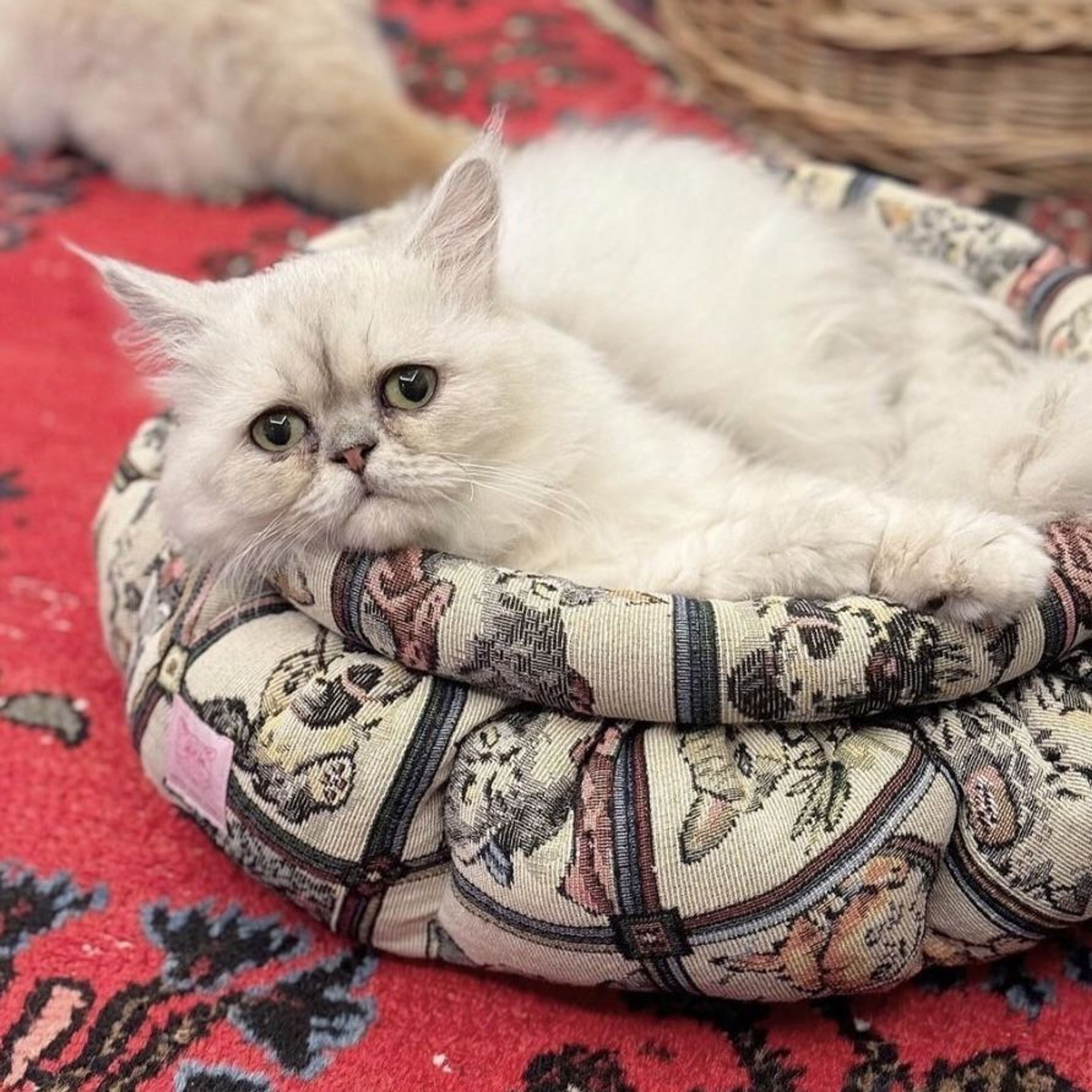 pet-image-2