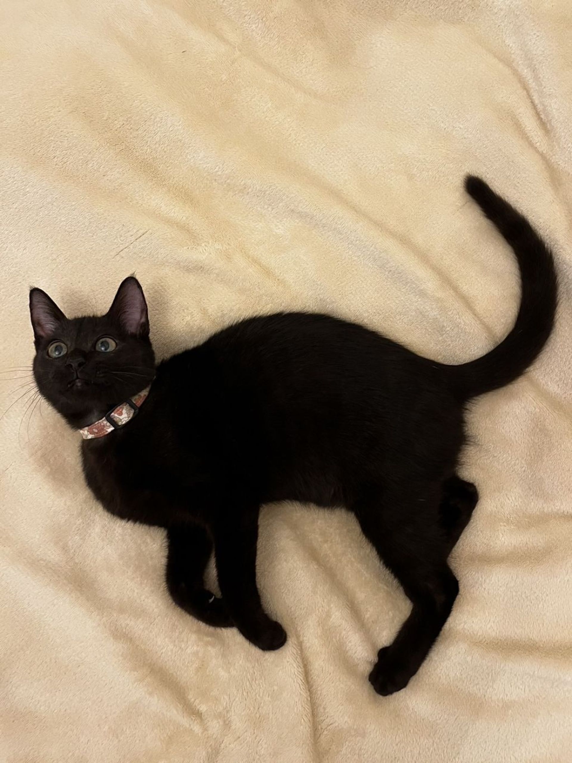 雑種（ミックス猫）・メスの里親募集の写真
