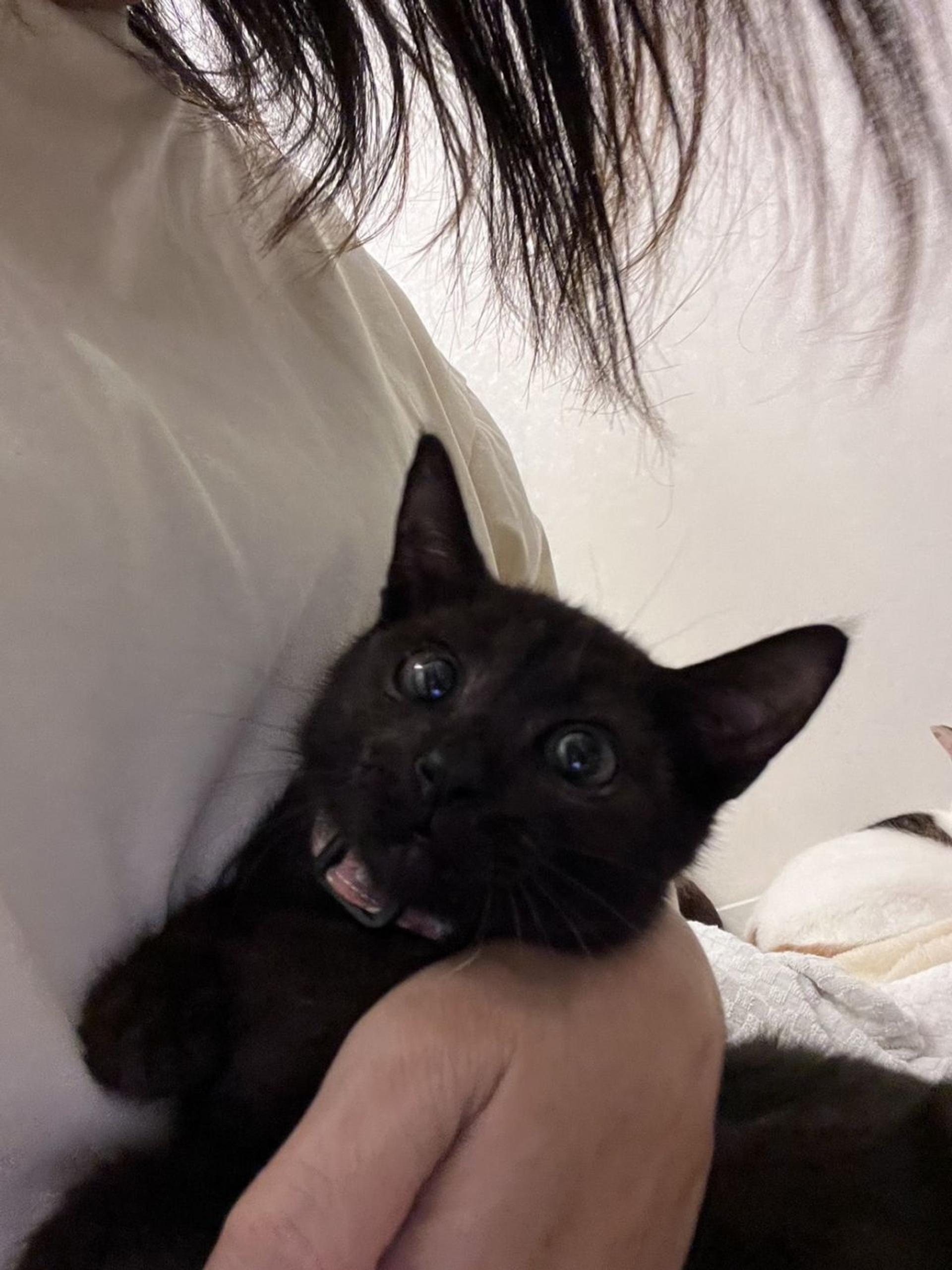 pet-image-6