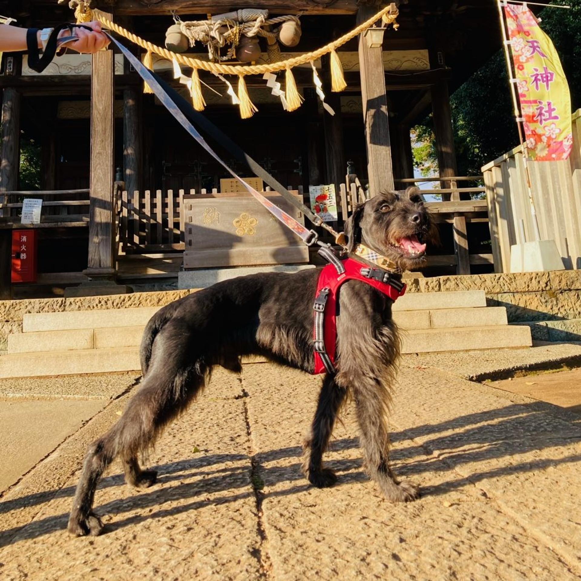 pet-image-3