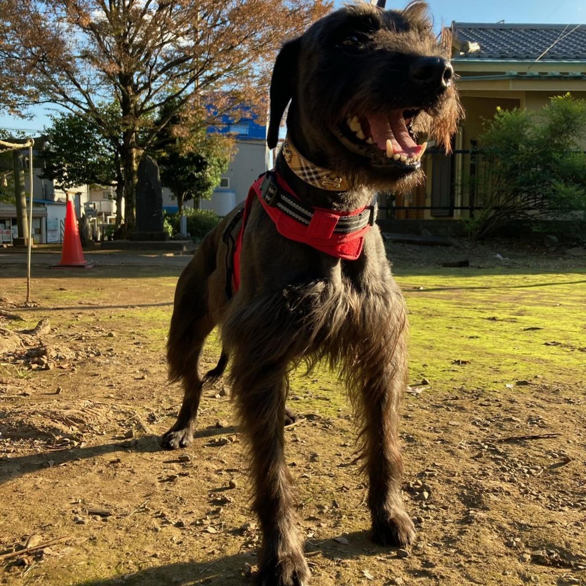 pet-image-4